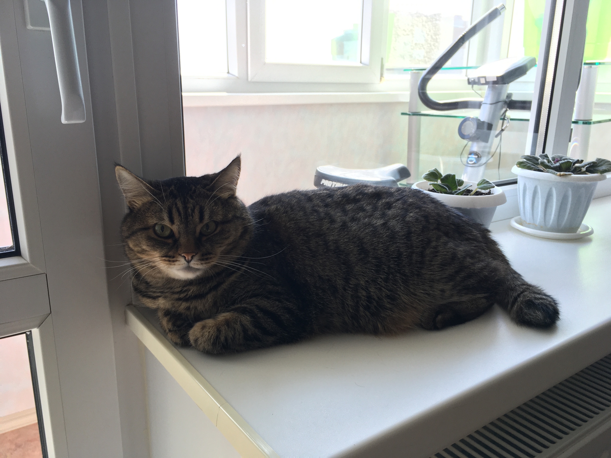 Лежит, молчит | Пикабу