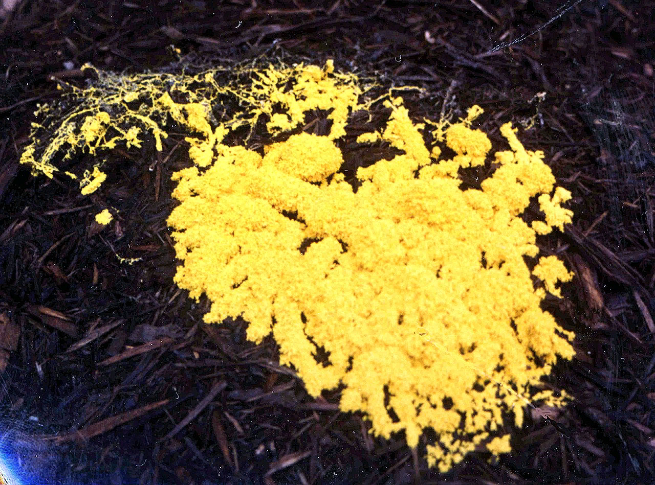 Срочно требуется миколог | Пикабу