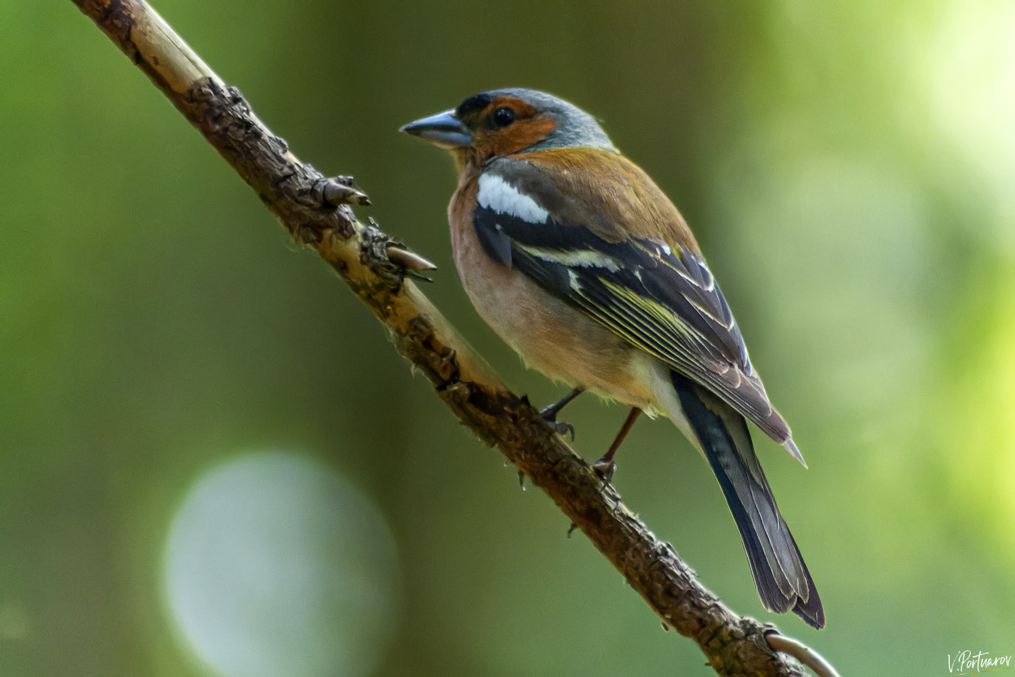 Зяблик | Пикабу