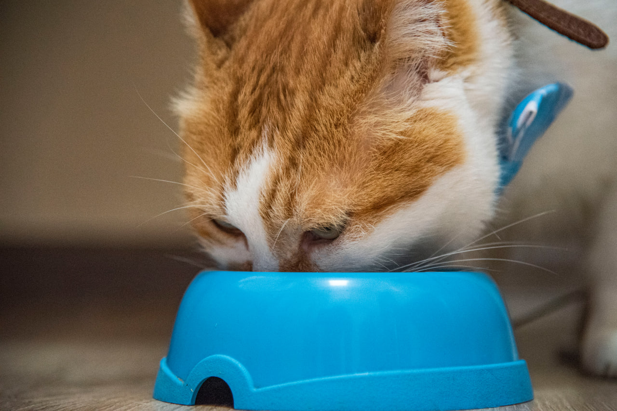 Как помочь кошке в жару: летние советы от кота Мостика и его ветеринара |  Пикабу