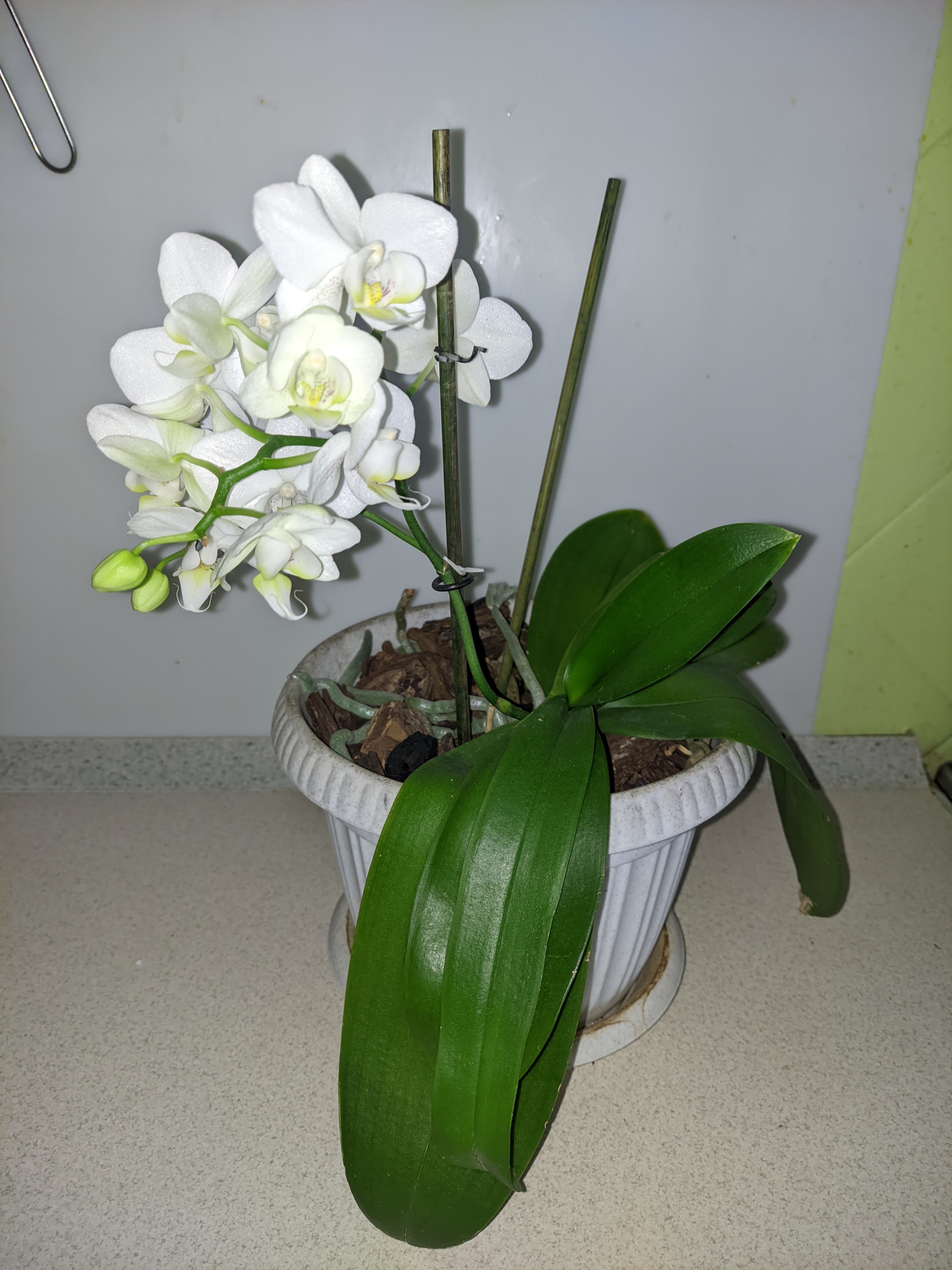 Орхидеи еще не зацвели | Пикабу