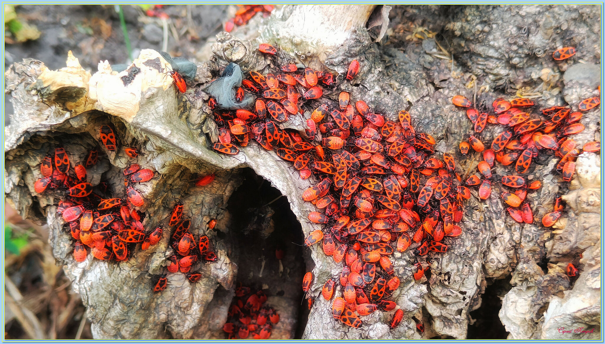 Нашествие | Пикабу