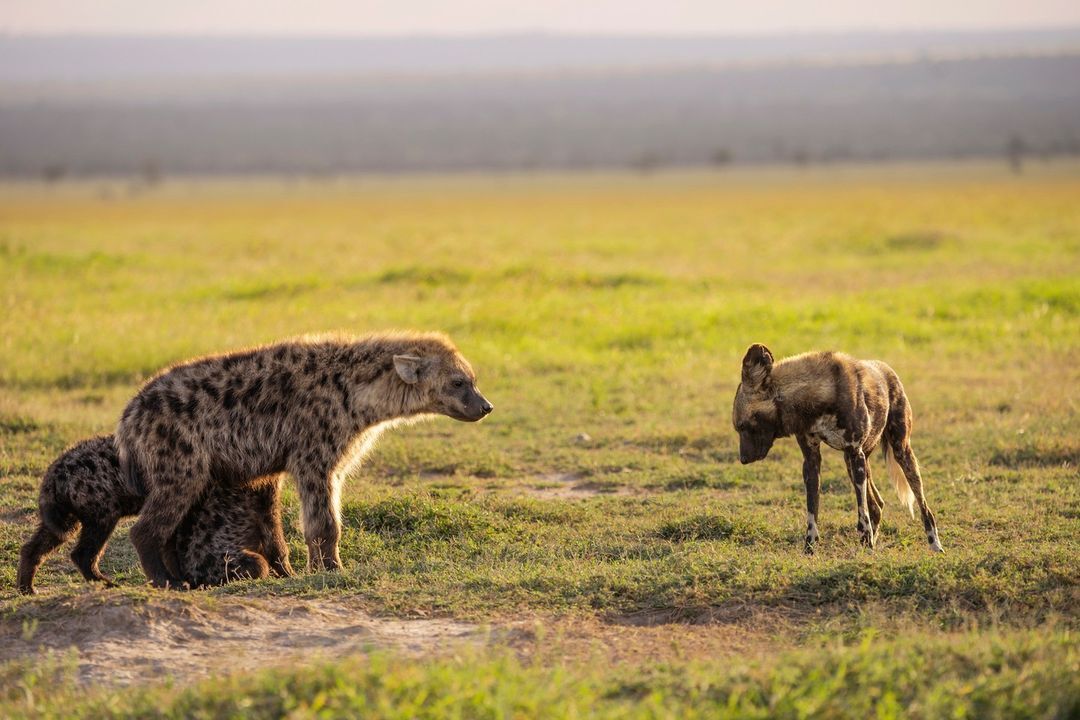 Запомните: это враг! Его надо прогнать | Пикабу