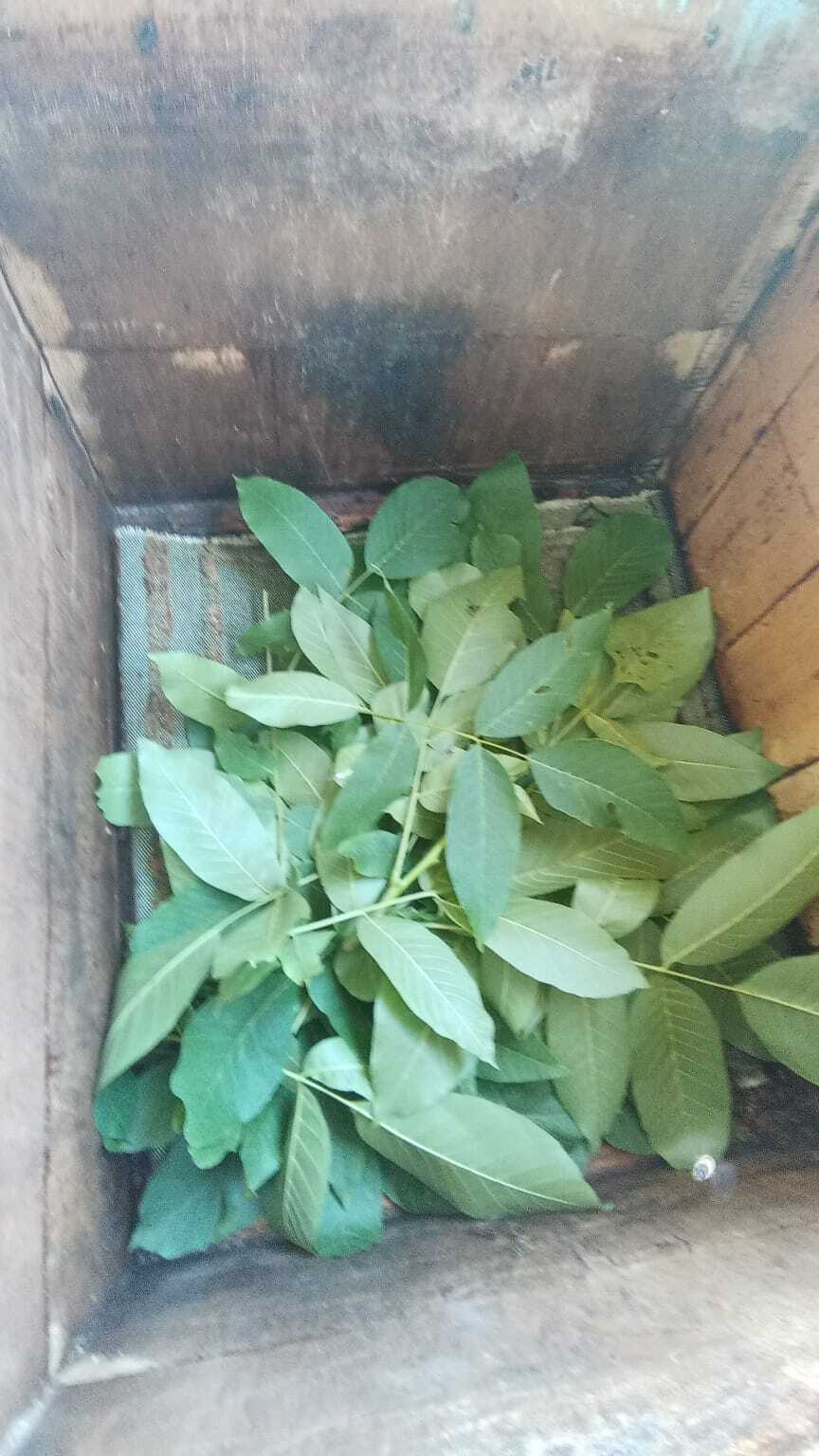 Муравьи в ульях!! | Пикабу