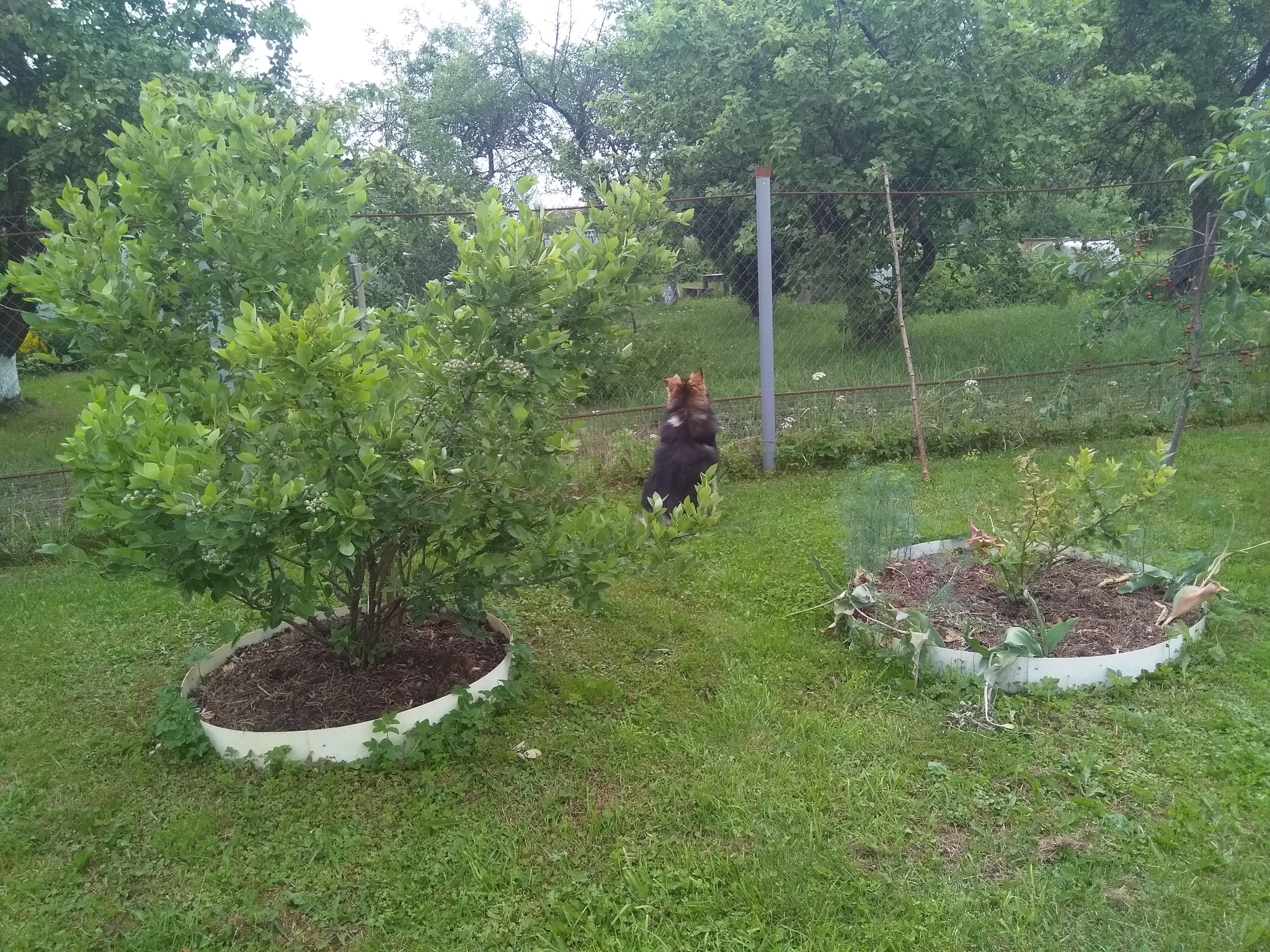 Голубика | Пикабу