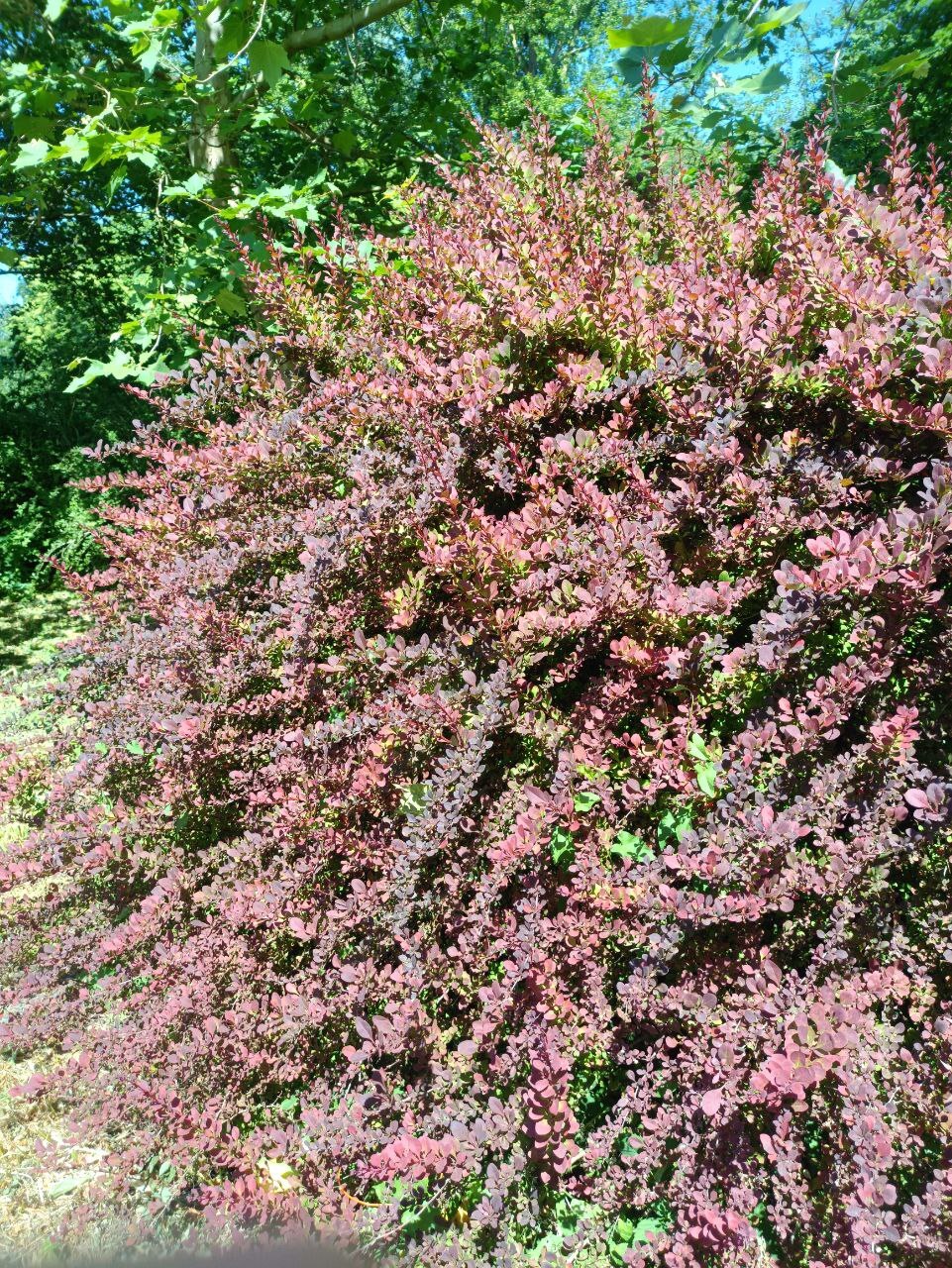 Барбарис Тунберга "Atropurpurea" | Пикабу