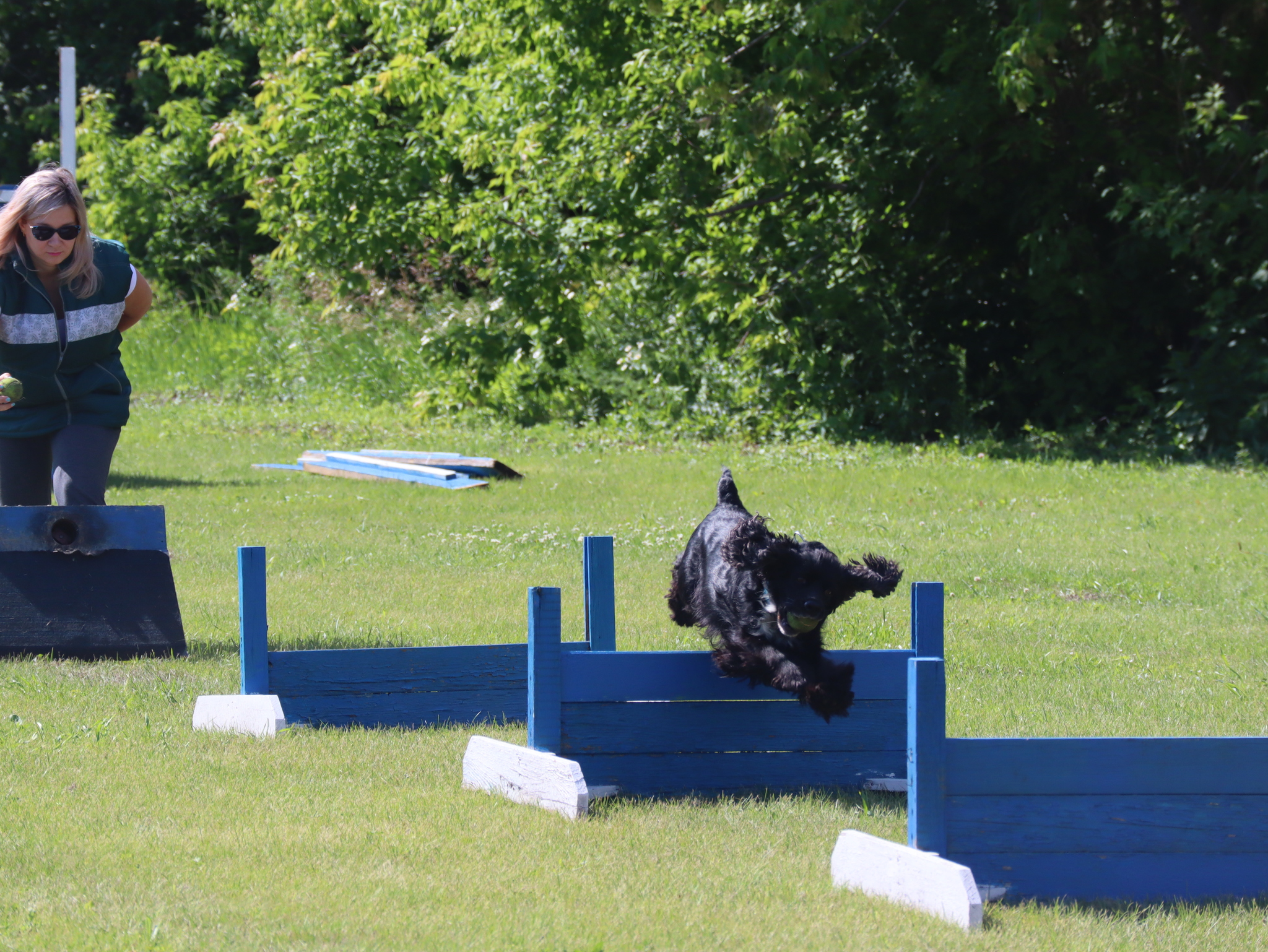 Дрессировка собак в Омске - ОЦССС! | Пикабу
