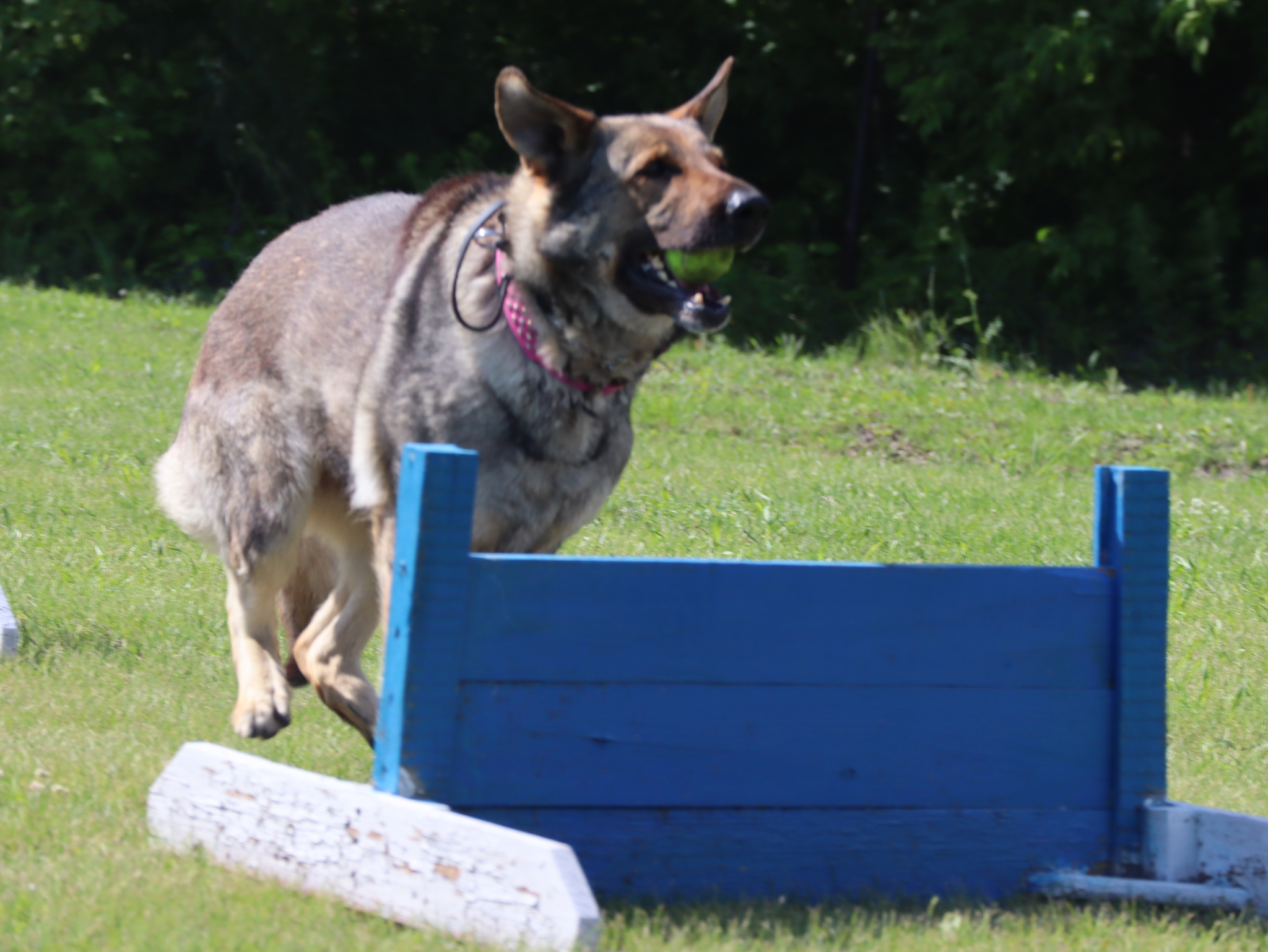 Дрессировка собак в Омске - ОЦССС! | Пикабу