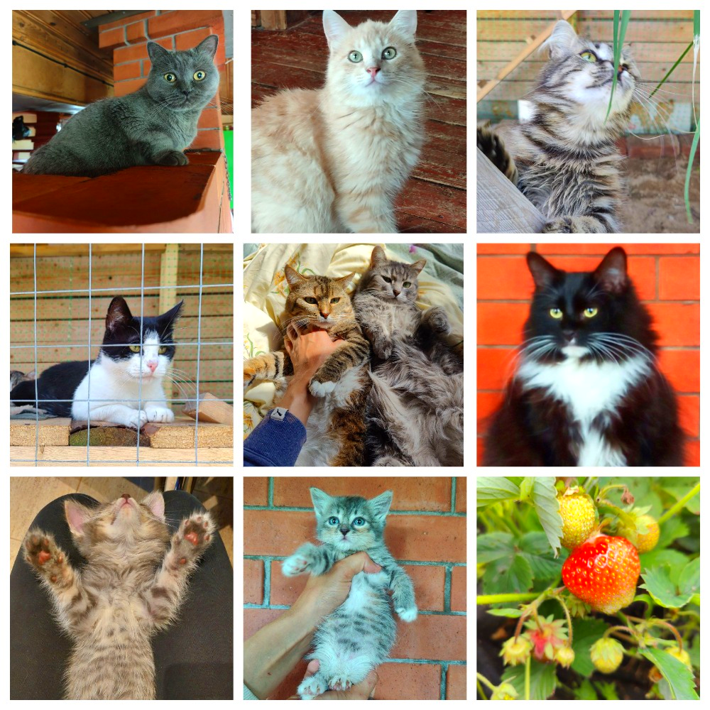 22 июня - 3 июля. Продолжаю заниматься дачными котиками. Купила ...
