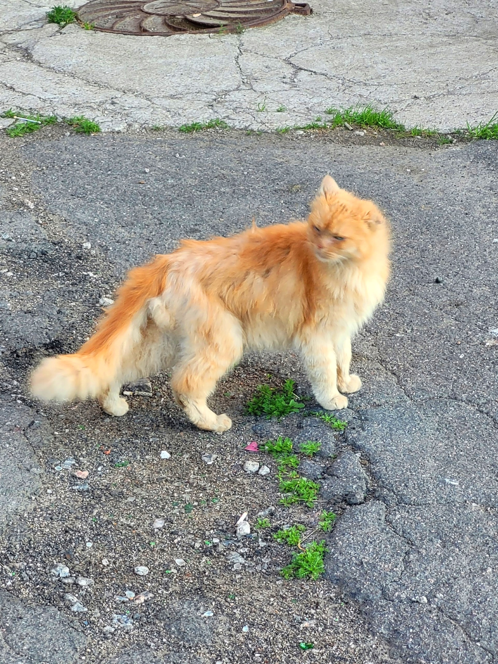 Колпино. Заводской проспект. Прибился очень худой котик, что-то с одним  ухом, чистый, весь в колтунах. Ласковый. Без рейтинга | Пикабу