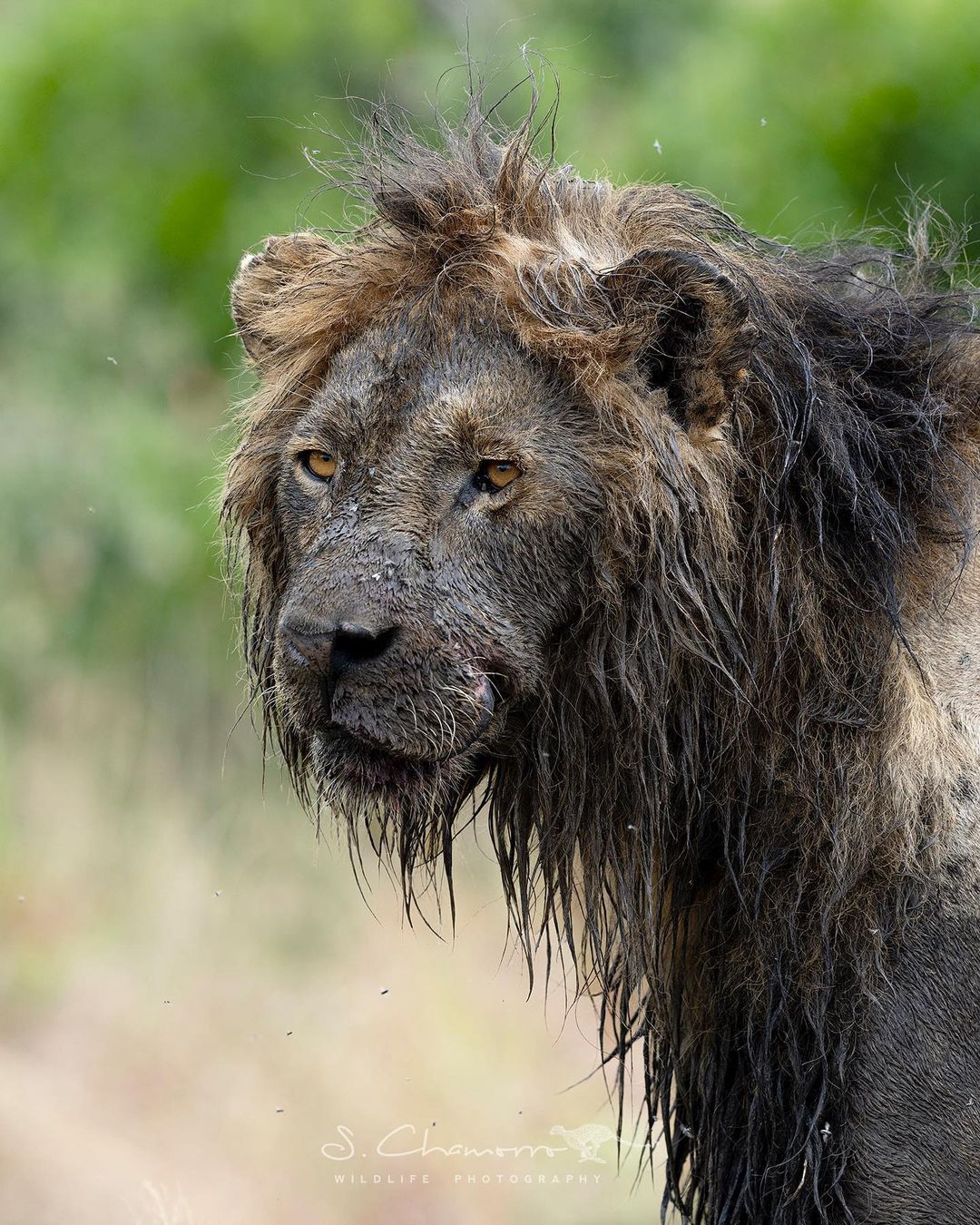 Грязнули | Пикабу