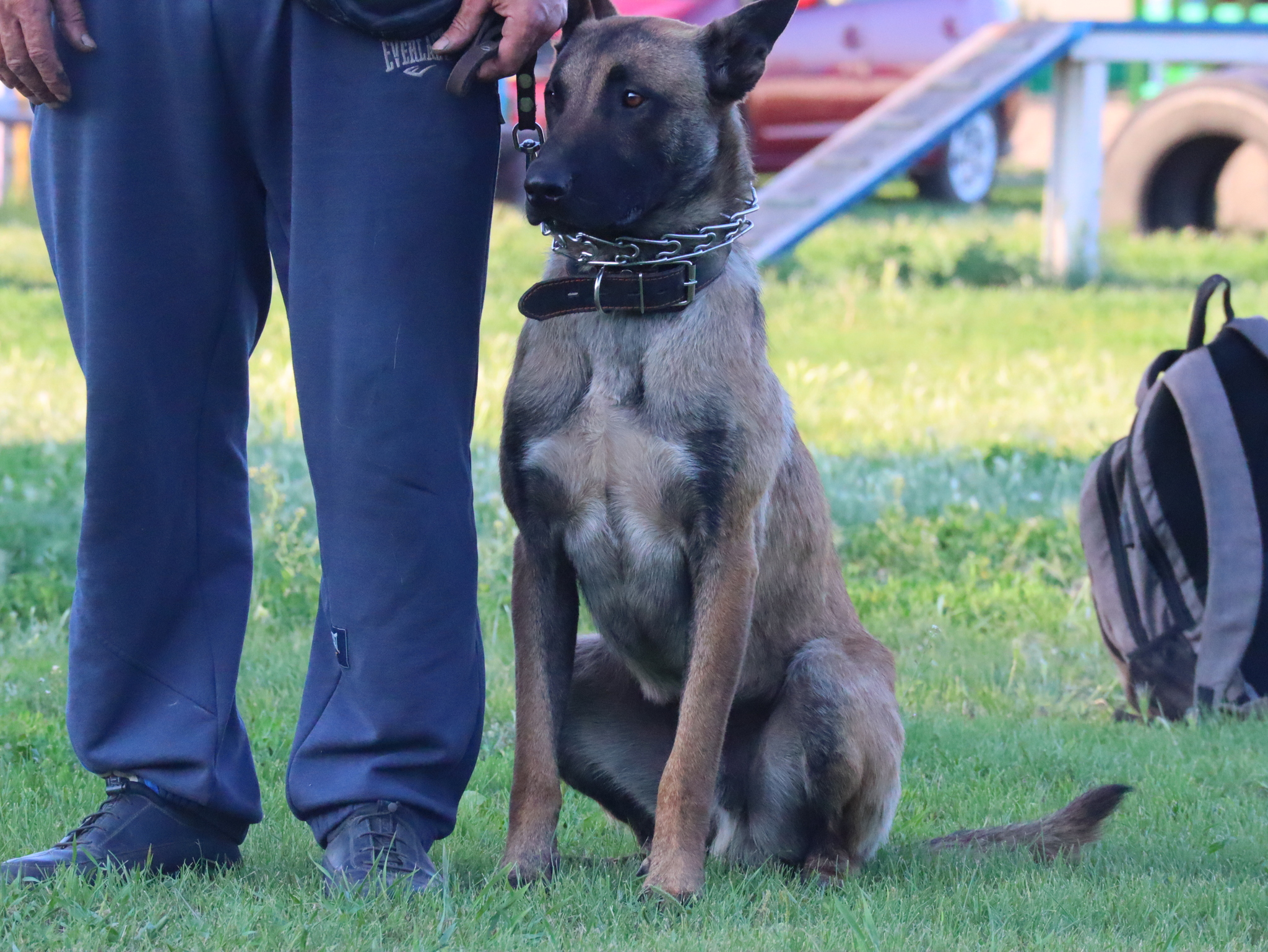 Дрессировка собак в Омске - ОЦССС! | Пикабу