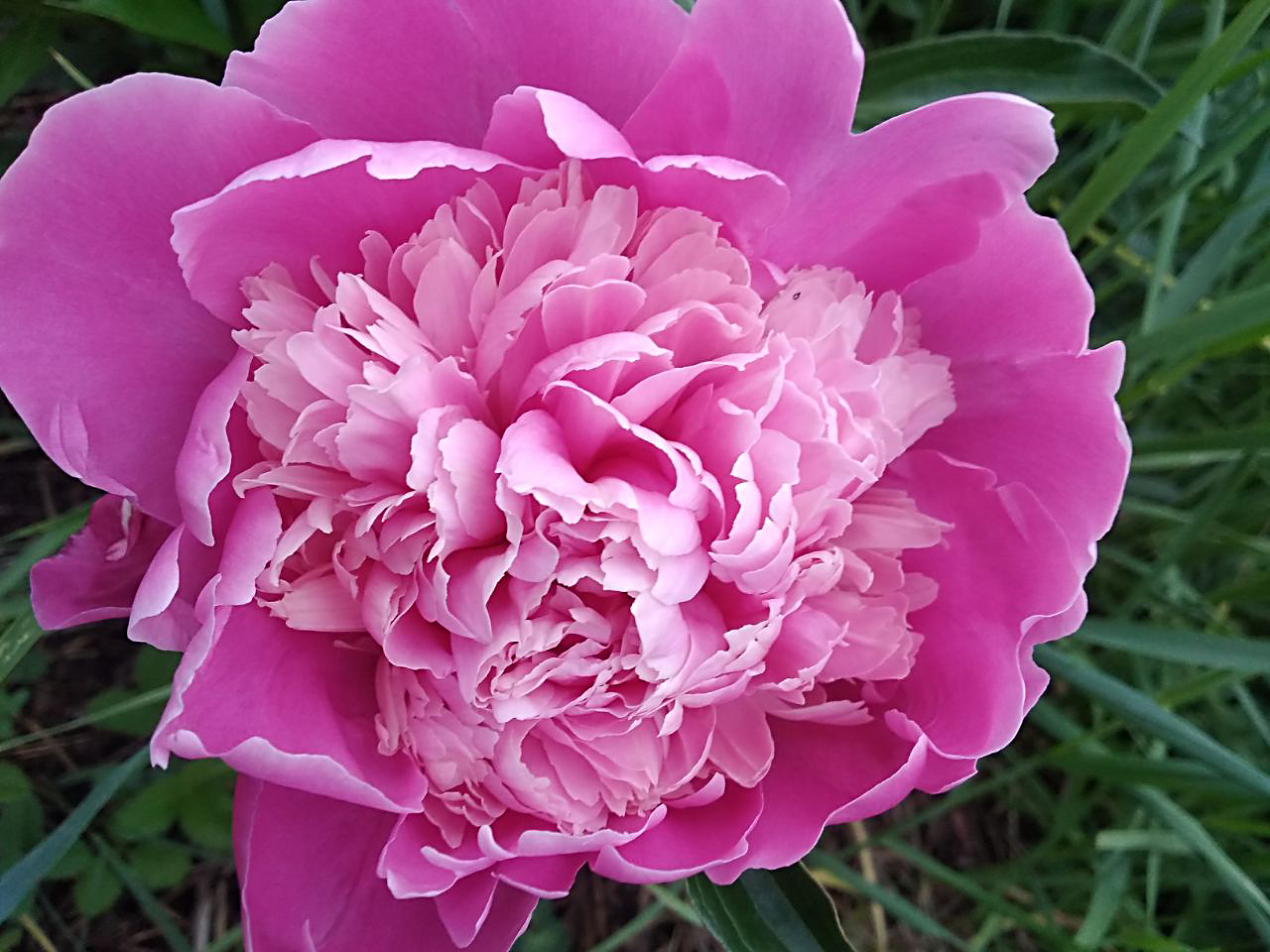 Люблю лето за его краски | Пикабу