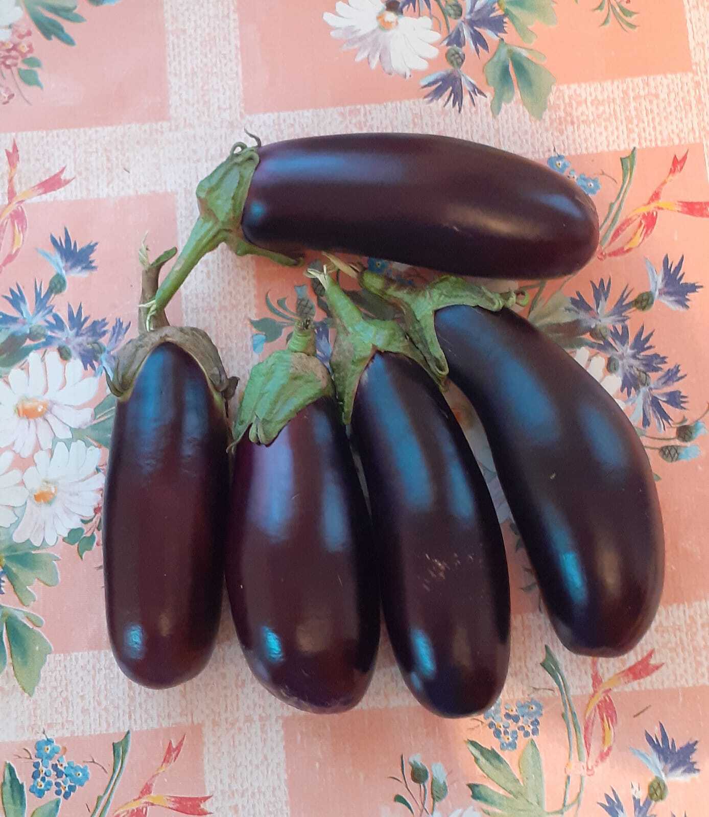 Паписят | Пикабу