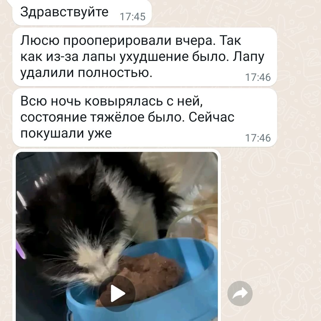 Москва выкинули котят. Серому срочно нужен дом или передержка | Пикабу