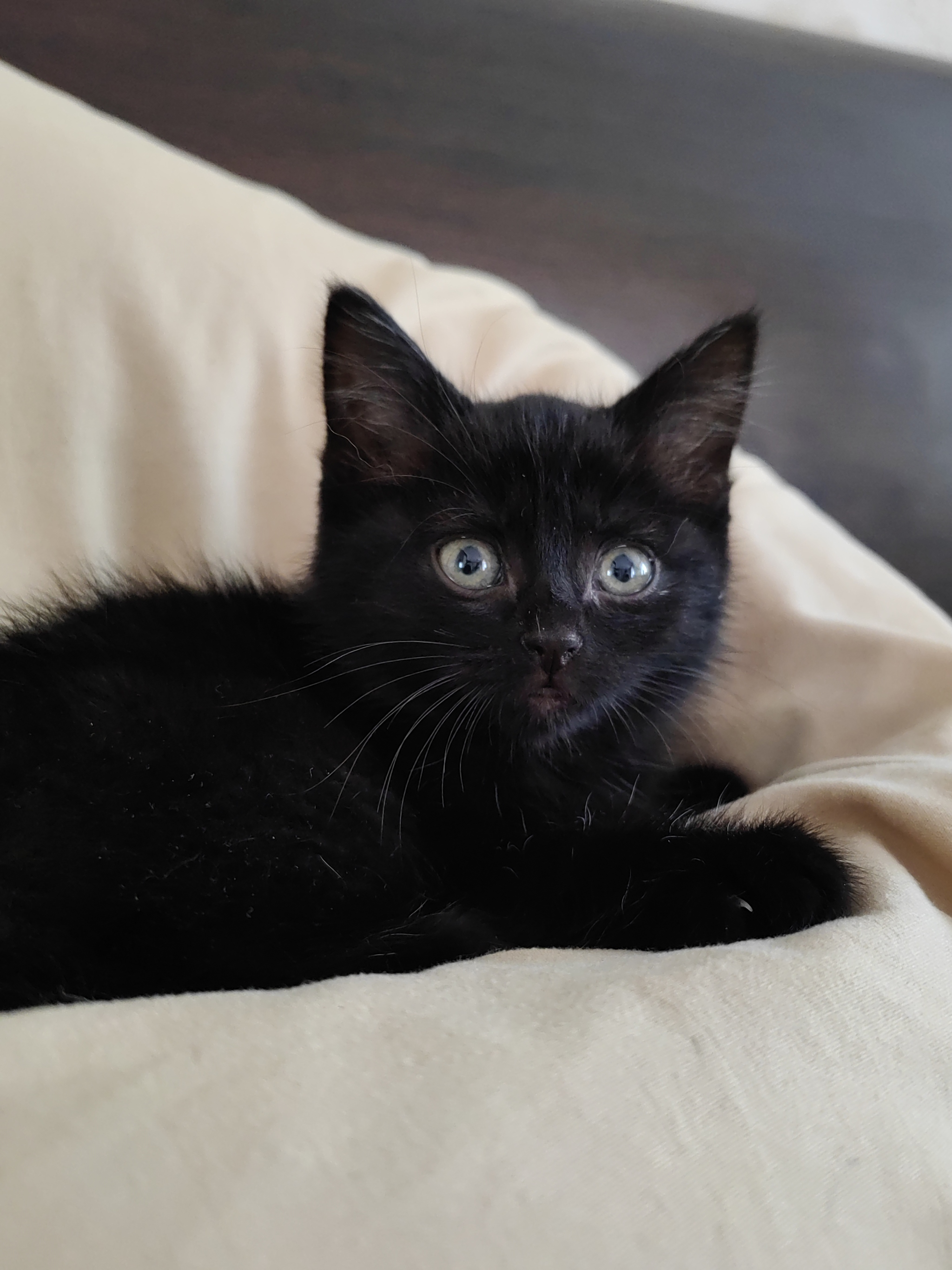 Продажа кошек - черный кот
