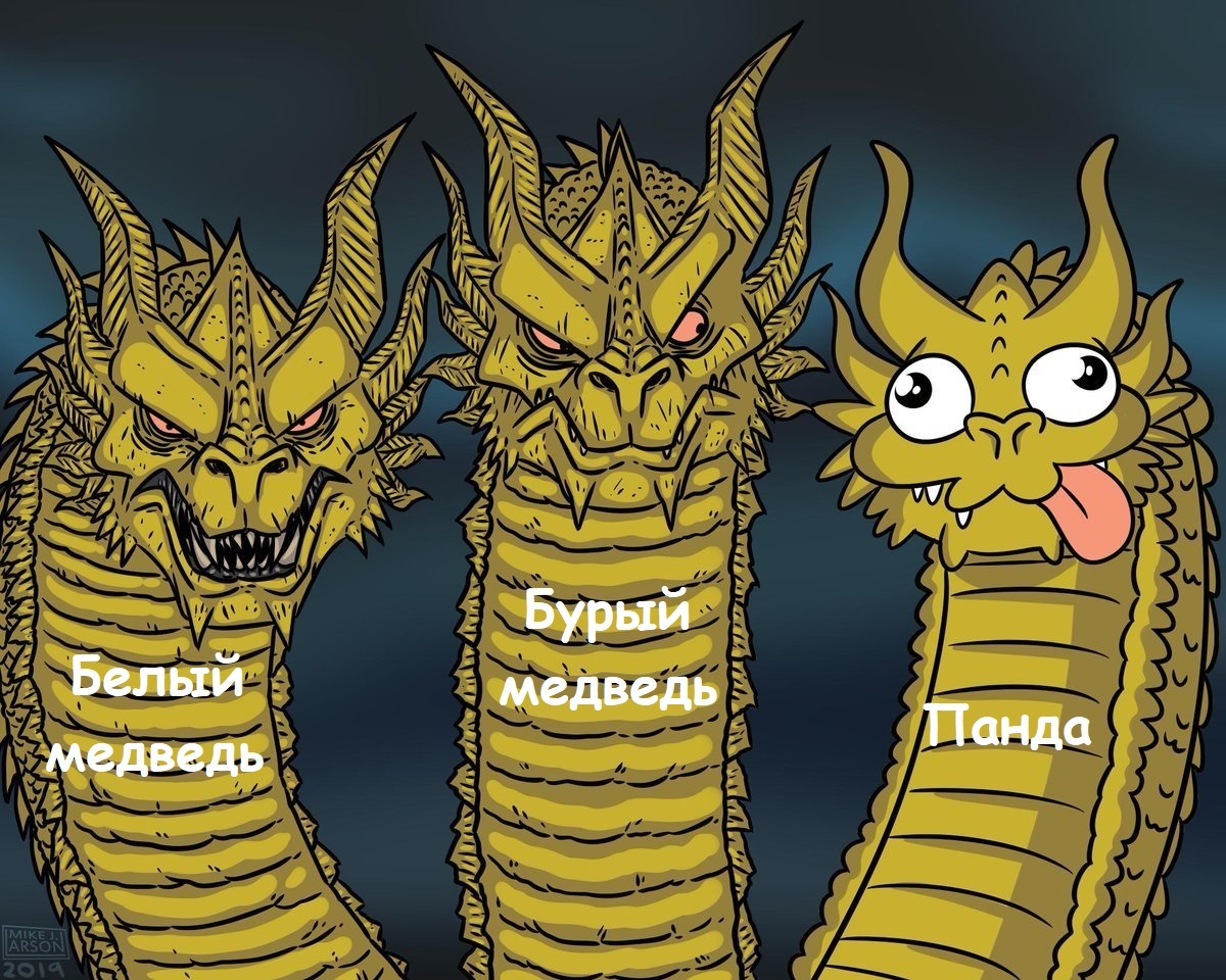 Разнообразие медведей | Пикабу