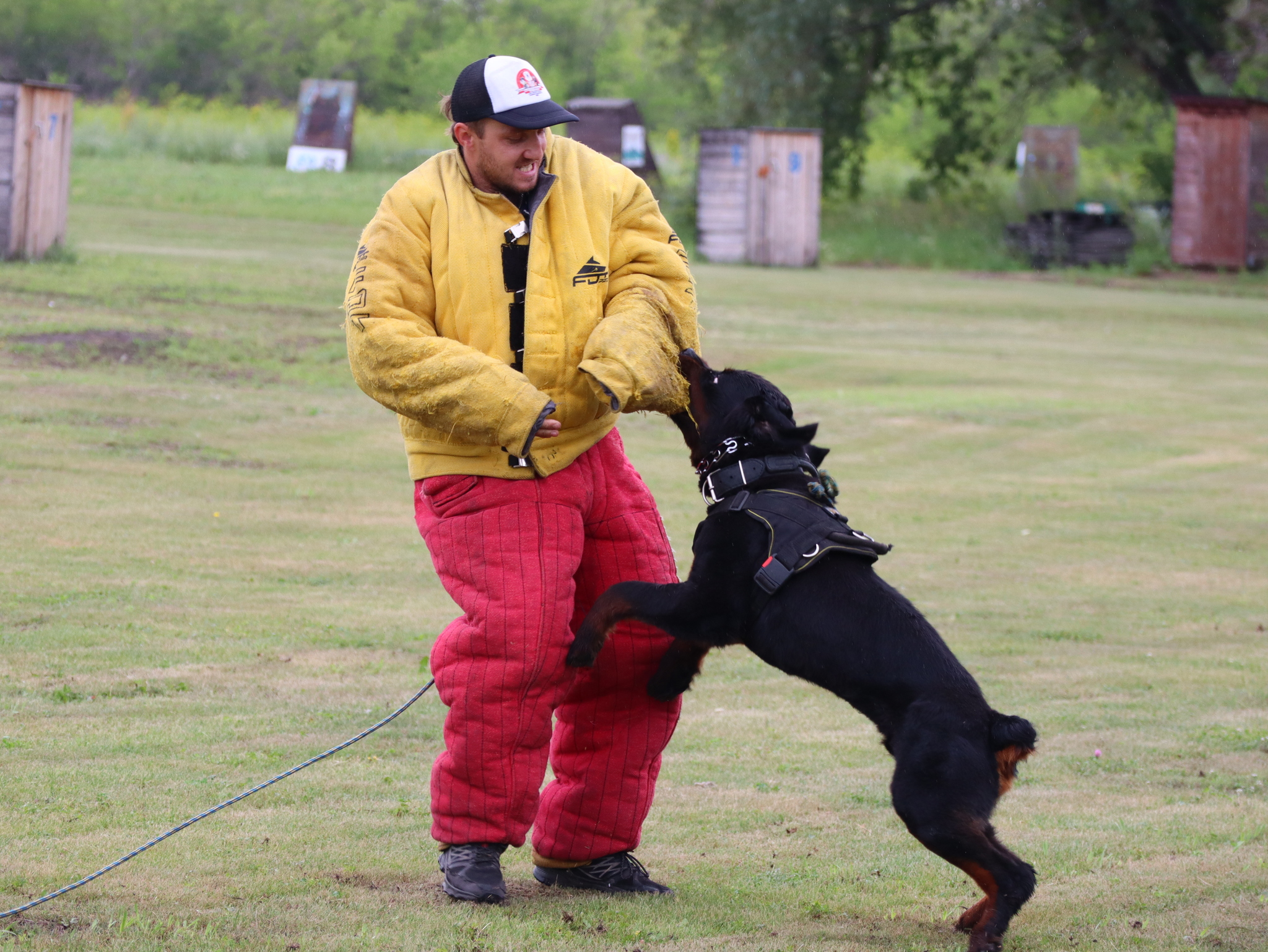 Дрессировка собак в Омске - ОЦССС | Пикабу