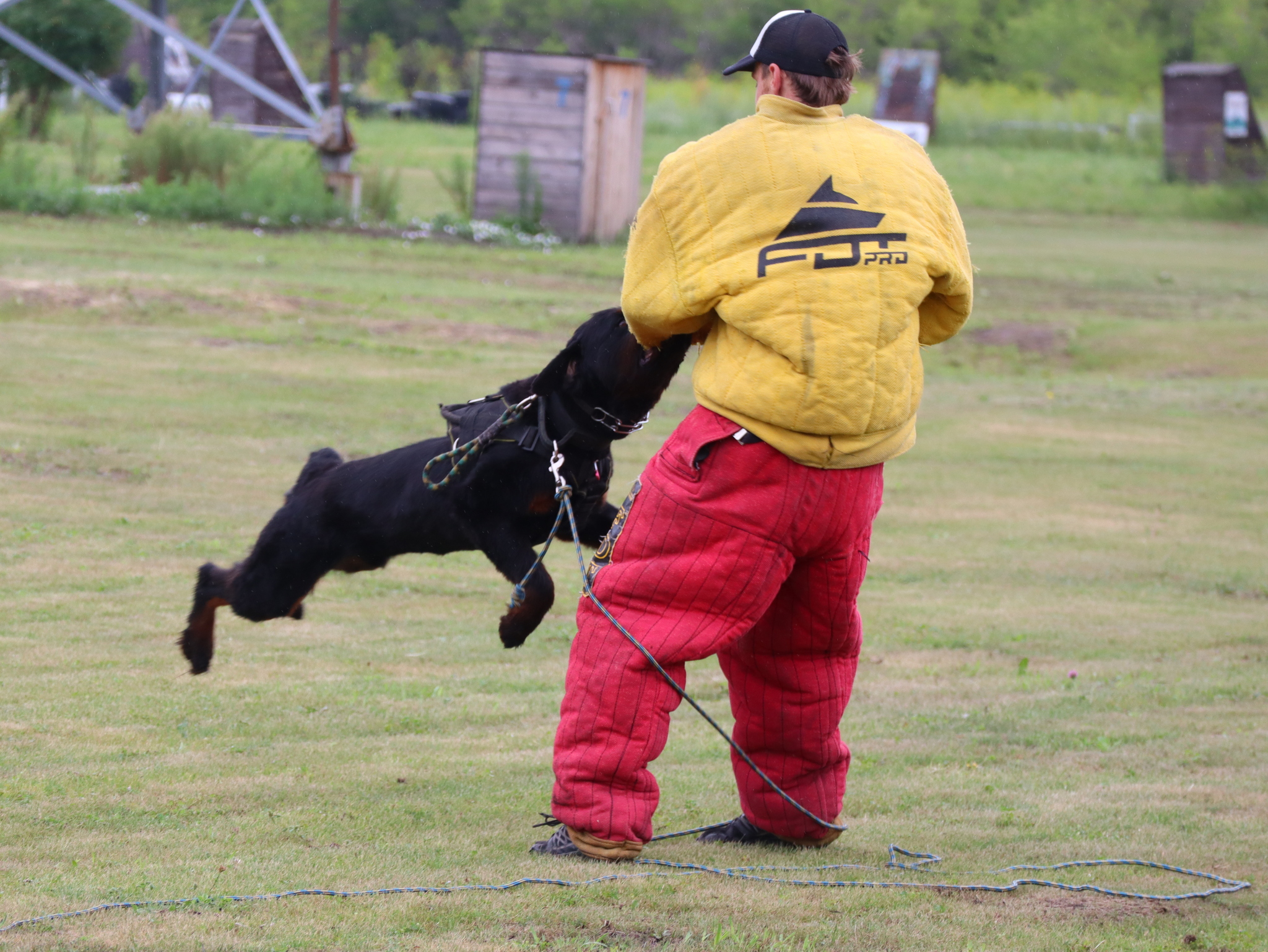 Дрессировка собак в Омске - ОЦССС | Пикабу