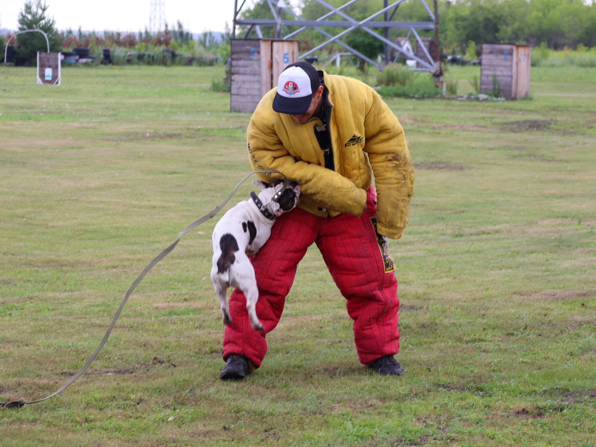Дрессировка собак в Омске - ОЦССС | Пикабу