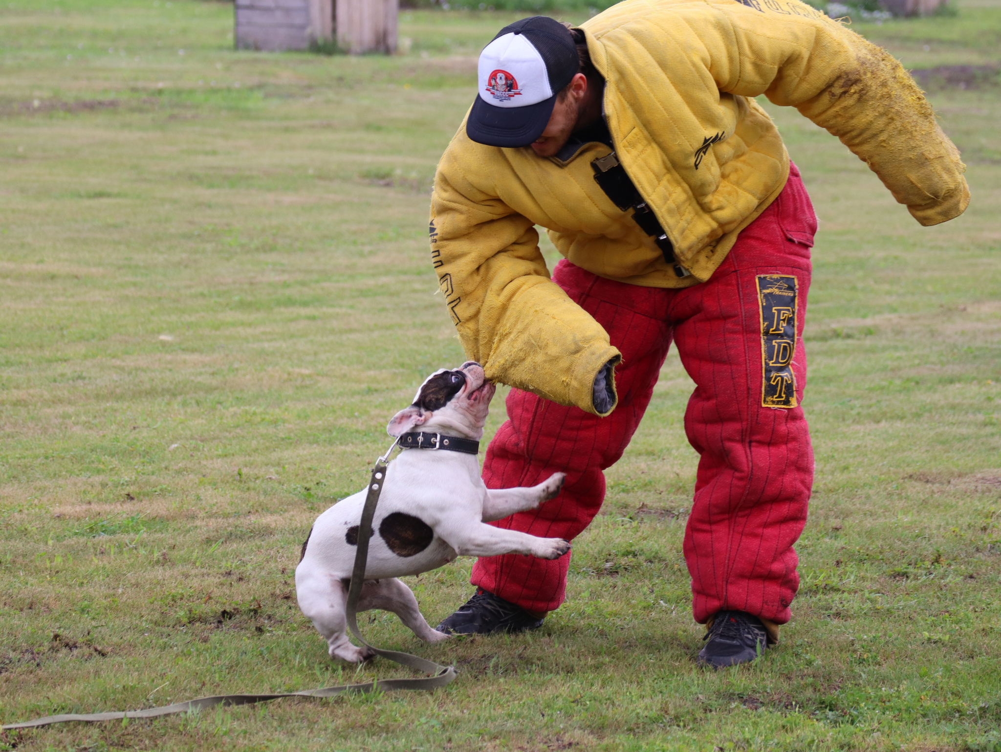 Дрессировка собак в Омске - ОЦССС | Пикабу