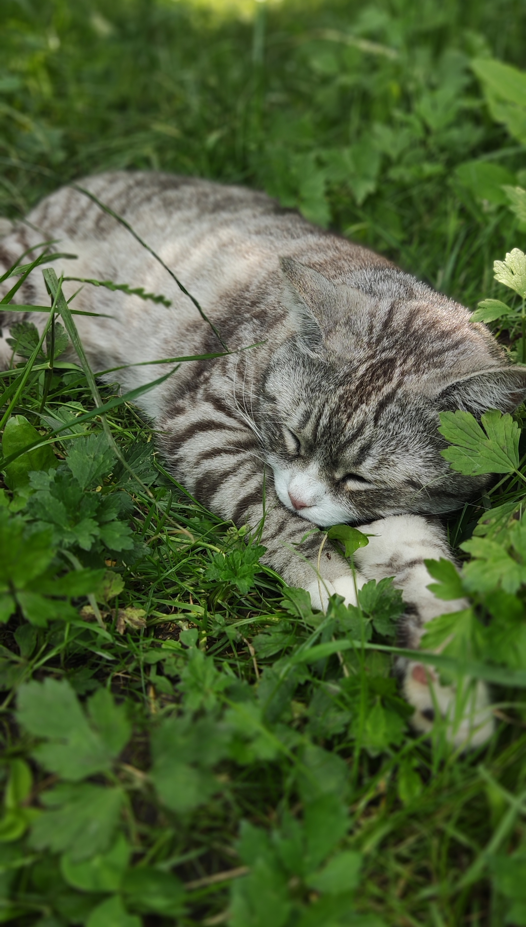 Котиками тоже трудно в такую жару | Пикабу