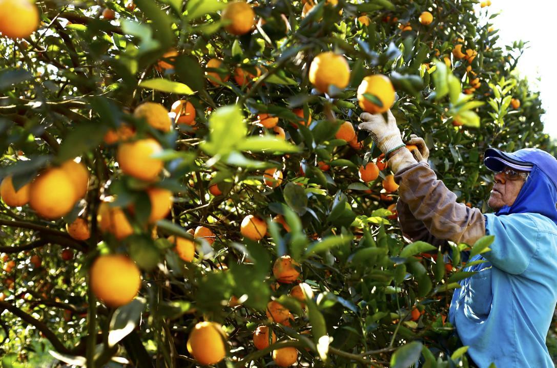 Retail.ru: Торговые сети столкнулись с дефицитом апельсинов | Пикабу