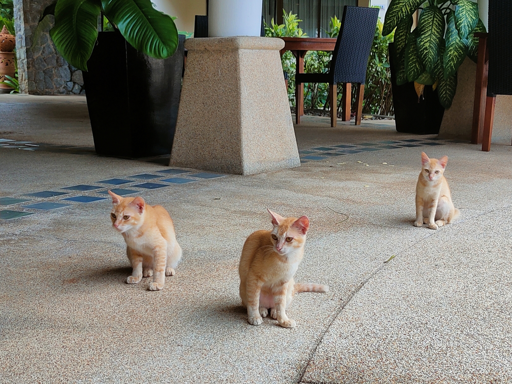 Коты Пхукета | Пикабу