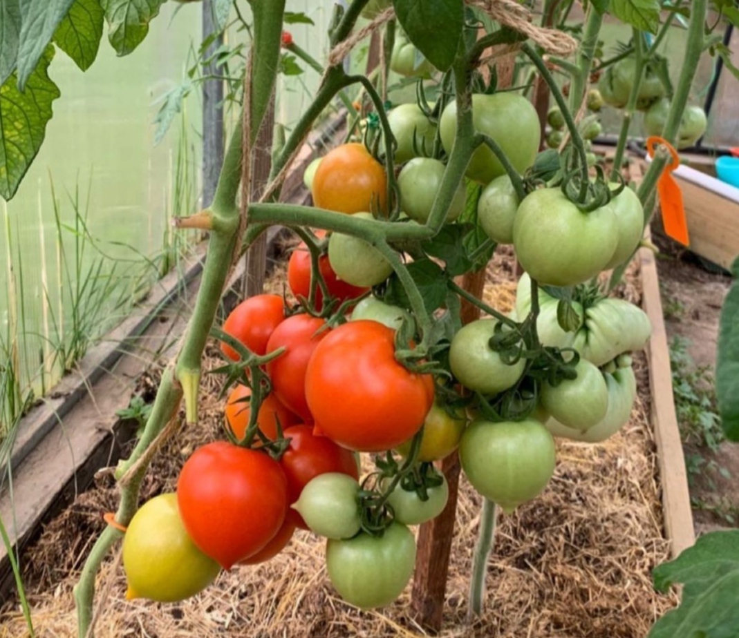 Урожайность томата столыпин. Кислотный помидор. Помидоры с зеленым хвостиком. Полив томатов в теплице лимонной кислотой. Подкормка для огорода.