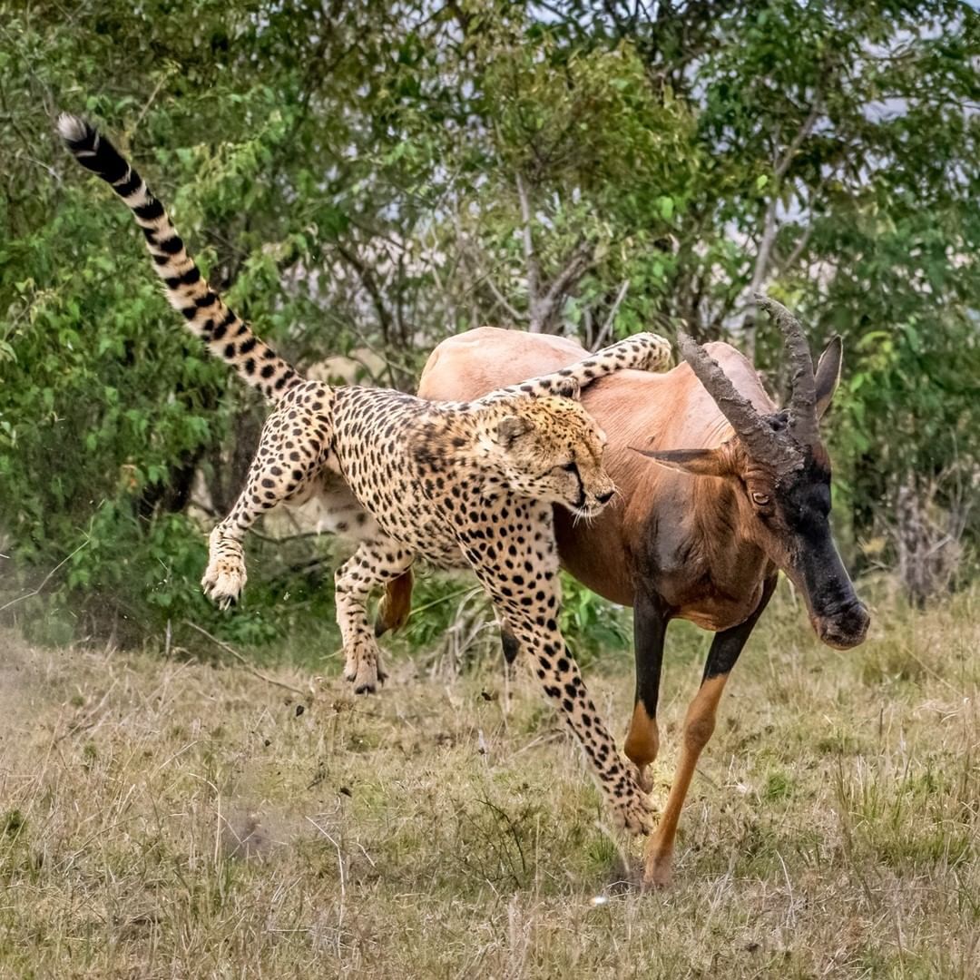 Невероятная ловкость | Пикабу
