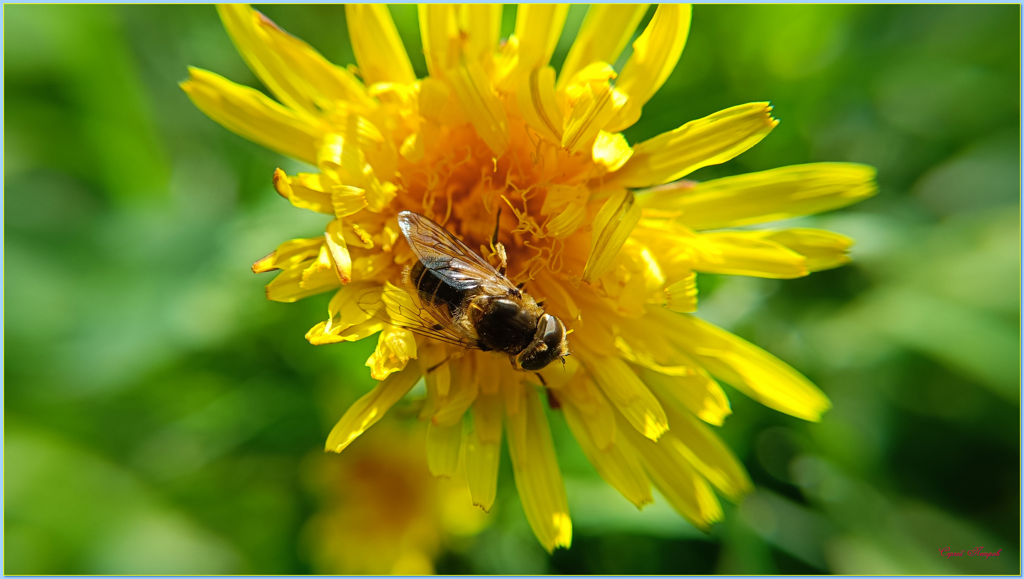 Всякие *жужжалки* | Пикабу