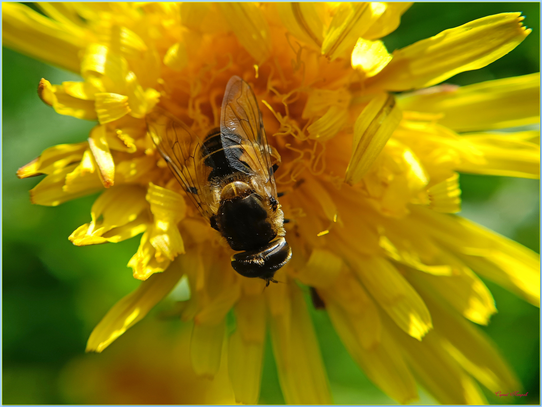 Всякие *жужжалки* | Пикабу