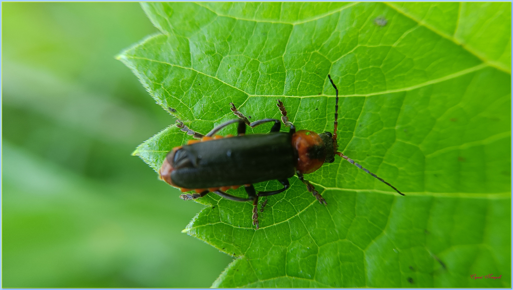 Всякие *жужжалки* | Пикабу