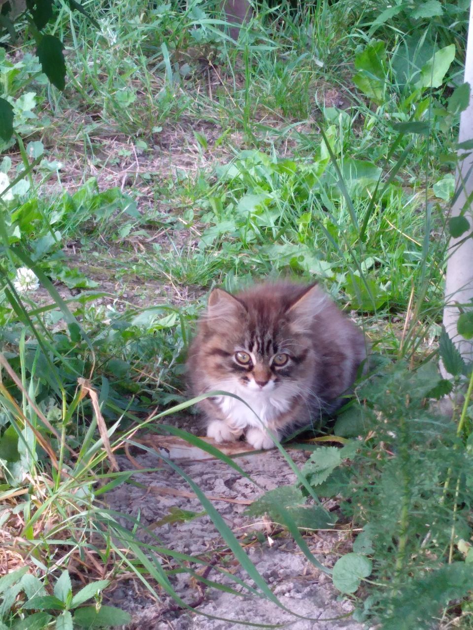 Очень нужны дома кошке и котенку. Прибились в новый коттеджный поселок,  кошка ласковая, котенок диковат. СПБ и ЛО. Саблино | Пикабу