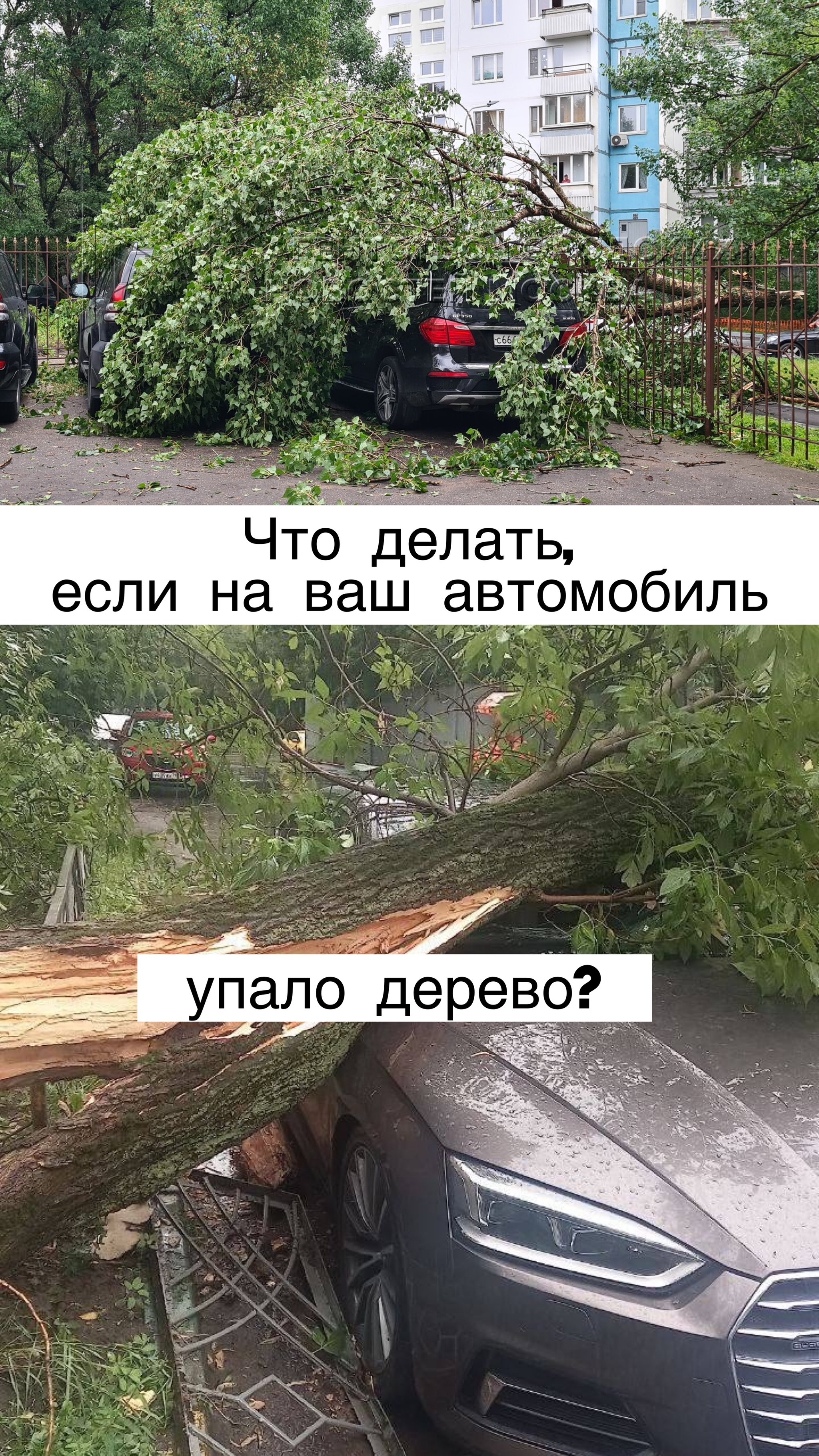 Что делать, если на ваш автомобиль упало дерево? | Пикабу