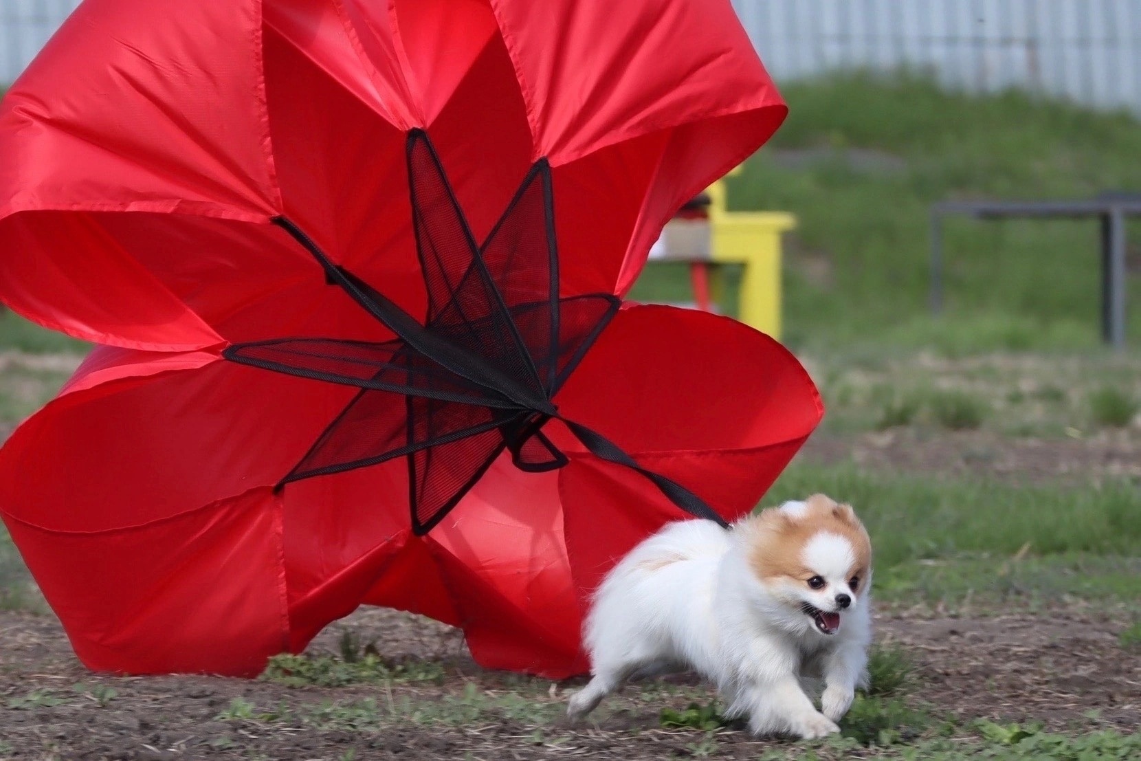 Дрессировка собак в Омске - ОЦССС | Пикабу