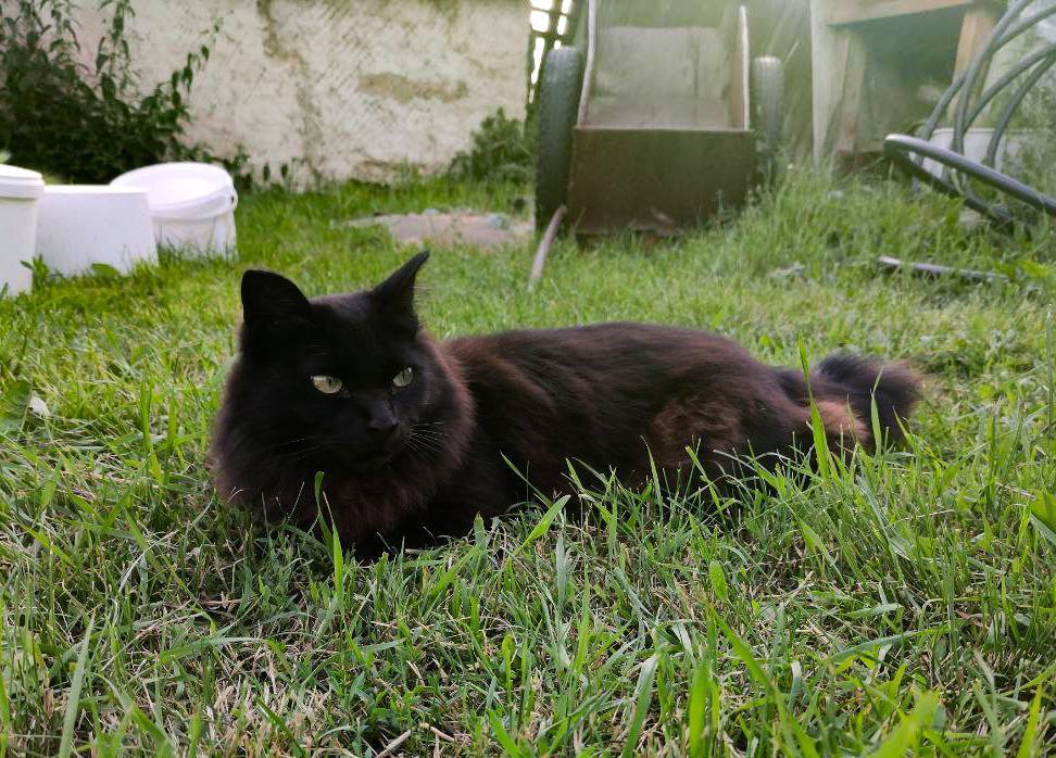 Спутниковый интернет на даче: как установить и сколько стоит? | Пикабу