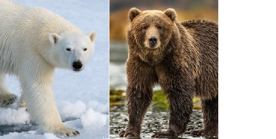 Белые и бурые медведи: изучаем тайны эволюции в дикой природе | Пикабу