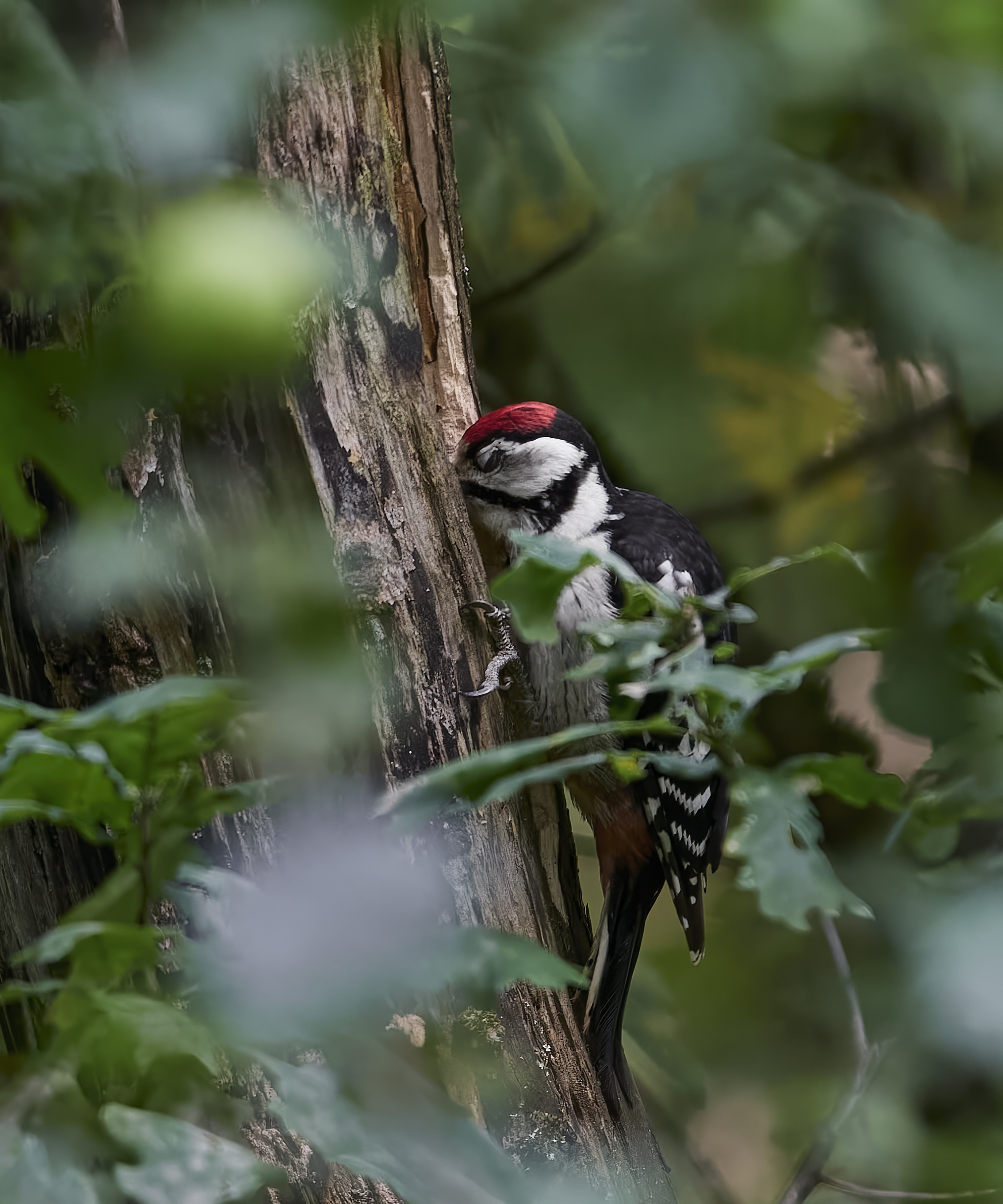 Большой пестрый дятел | Пикабу