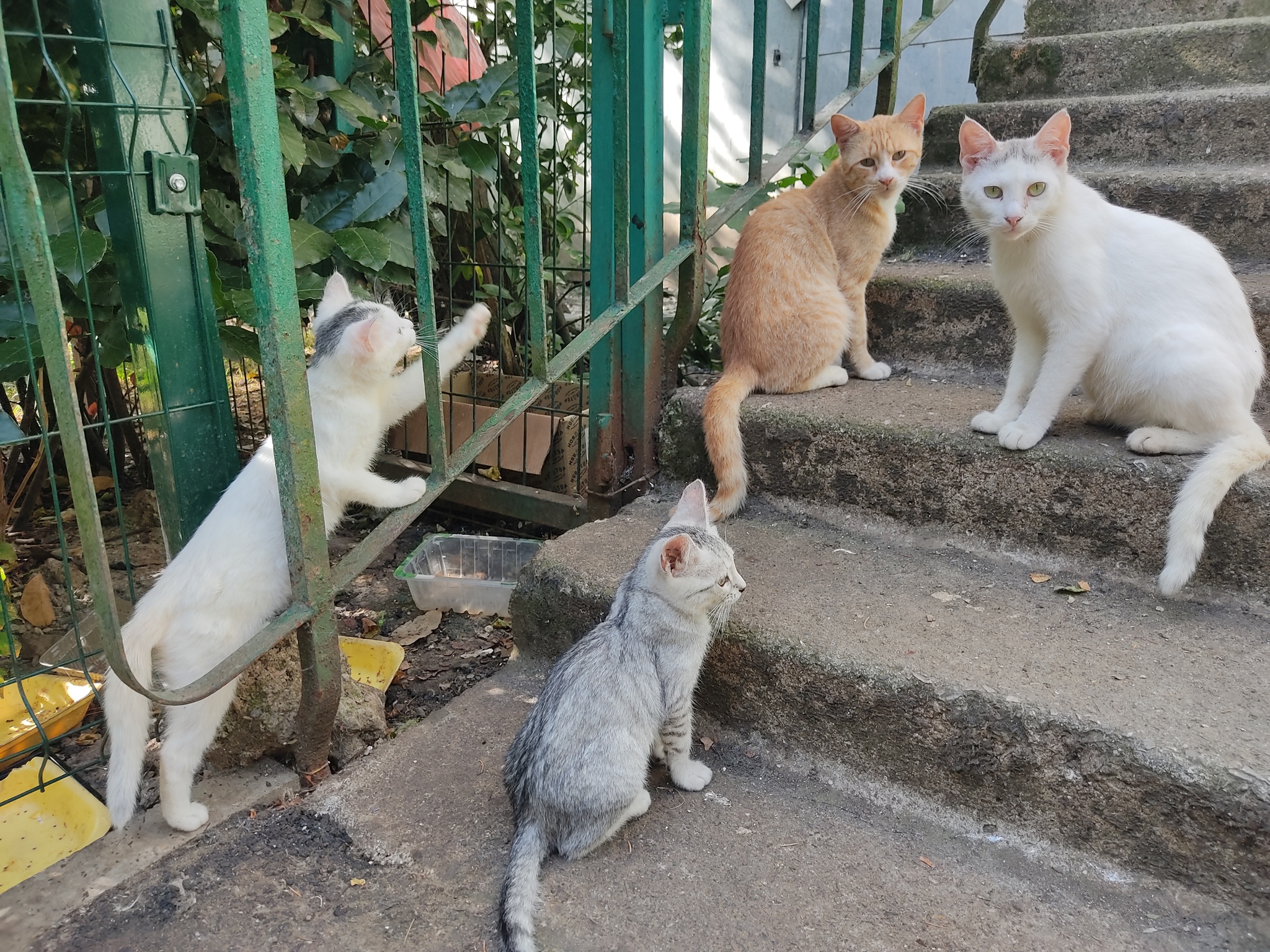 Подкинули котят и беременную кошку. Лечу. Ищу дом по Крыму | Пикабу