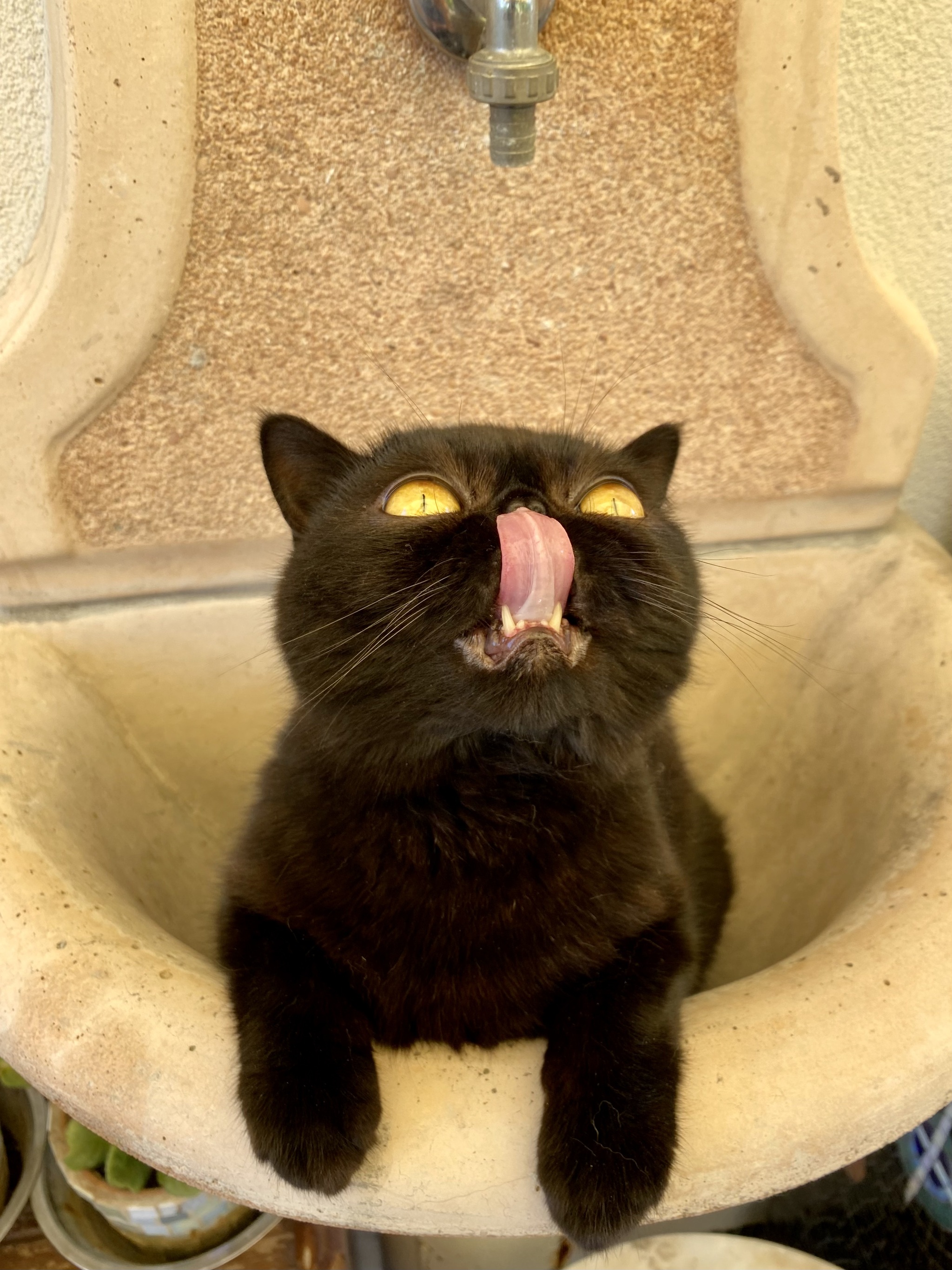 Опять забилась раковина | Пикабу