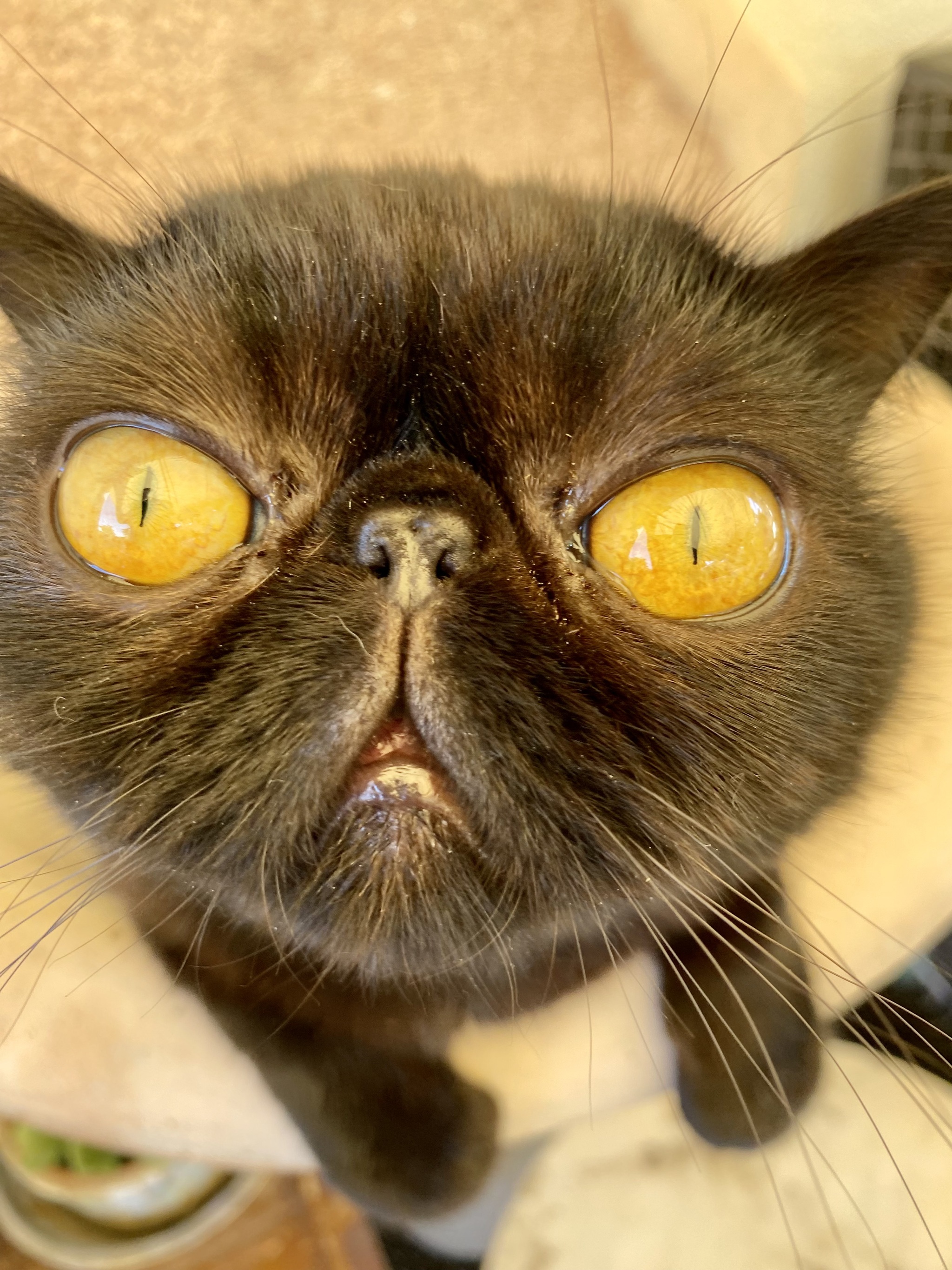 Опять забилась раковина | Пикабу