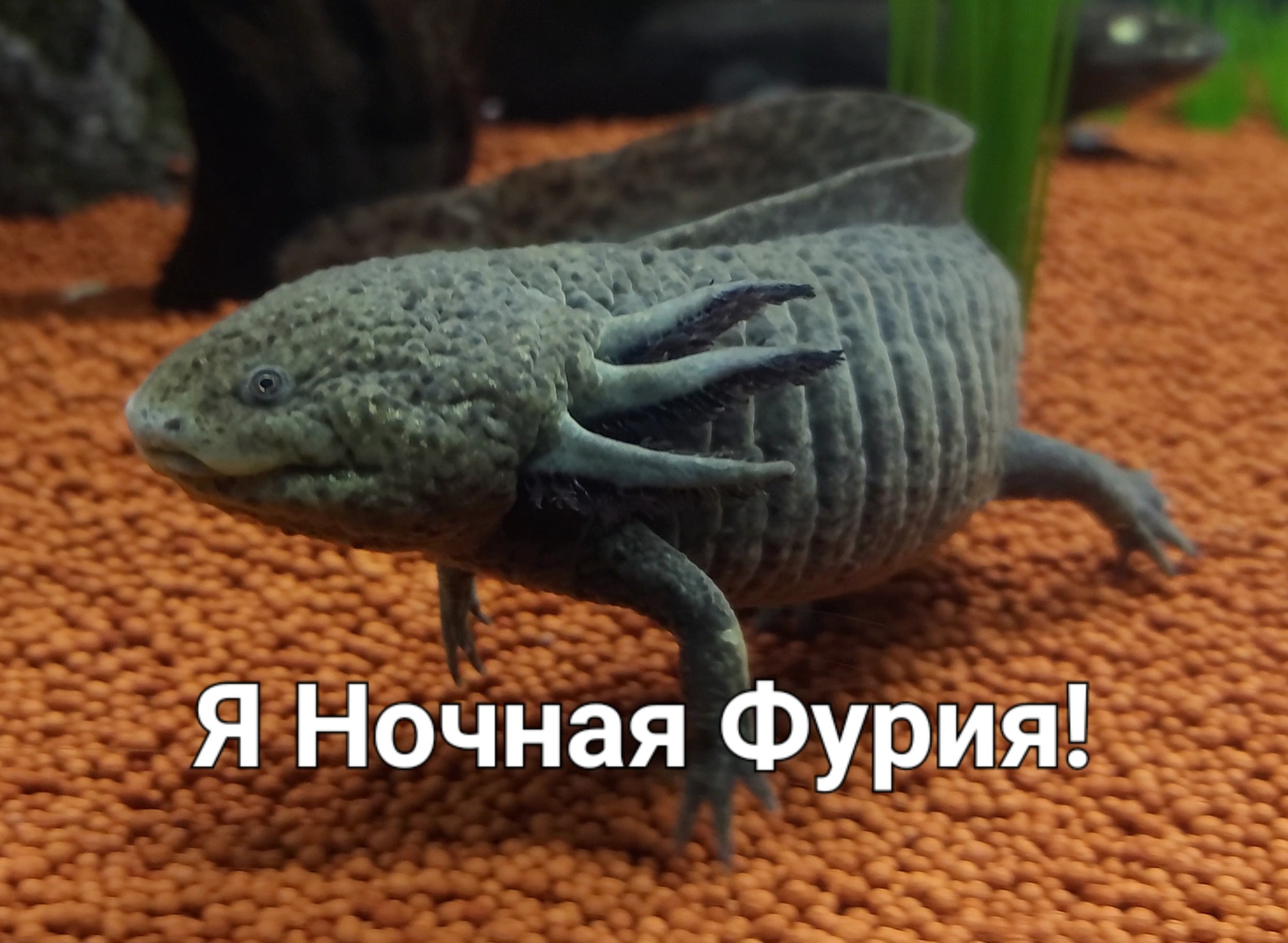 Беззубик? Лунтик? Моб из Minecraft? Аксолотль! Axolotl (Ambystoma  mexicanum) | Пикабу