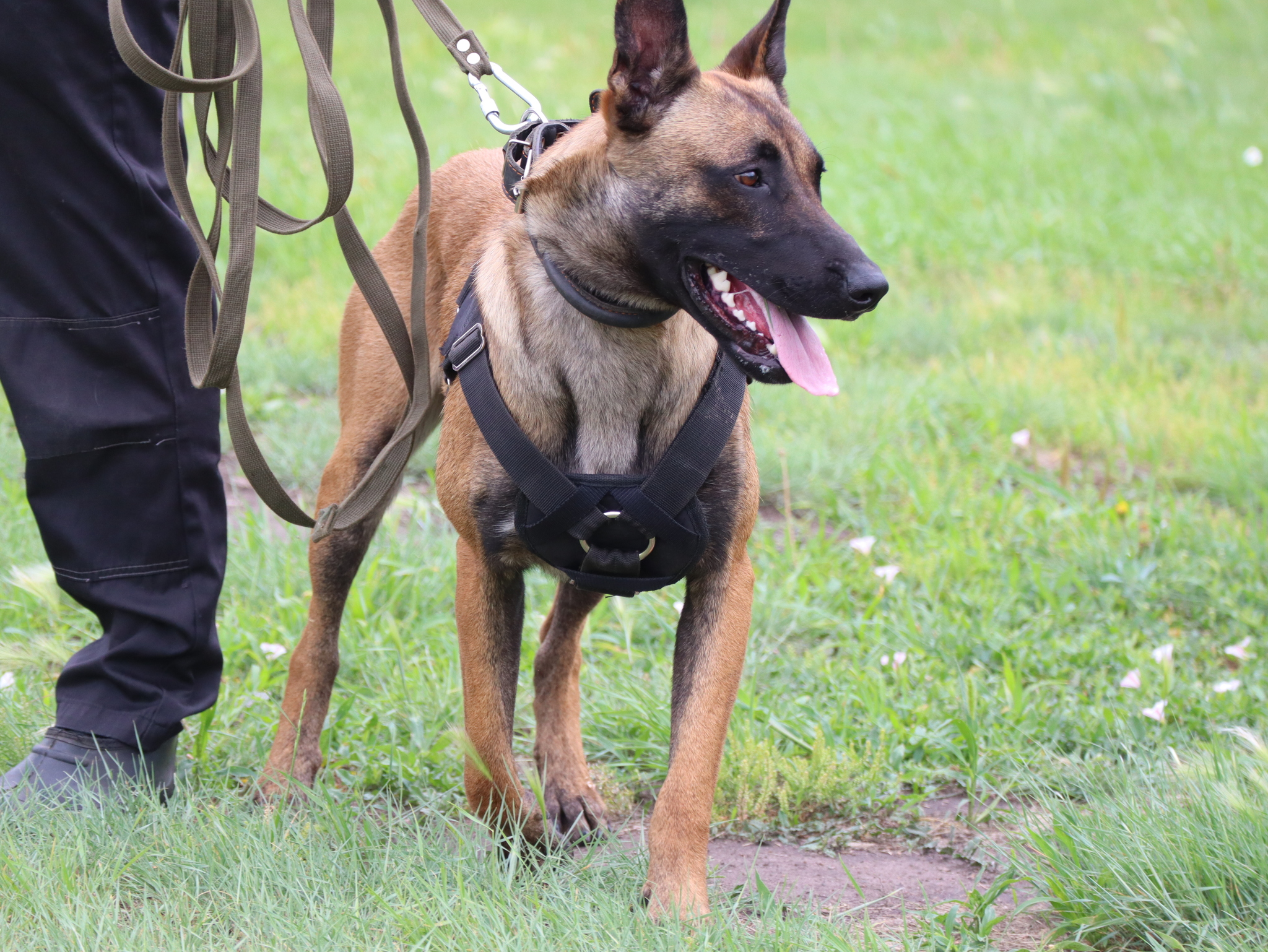 Дрессировка собак в Омске - ОЦССС | Пикабу