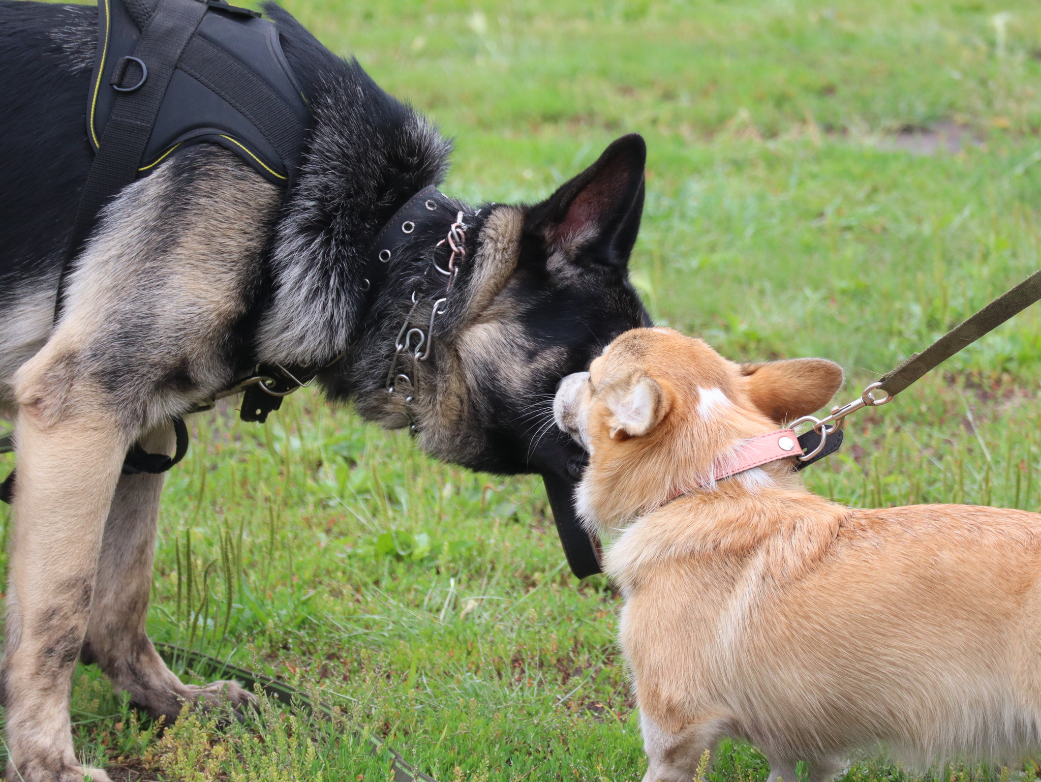 Дрессировка собак в Омске - ОЦССС | Пикабу