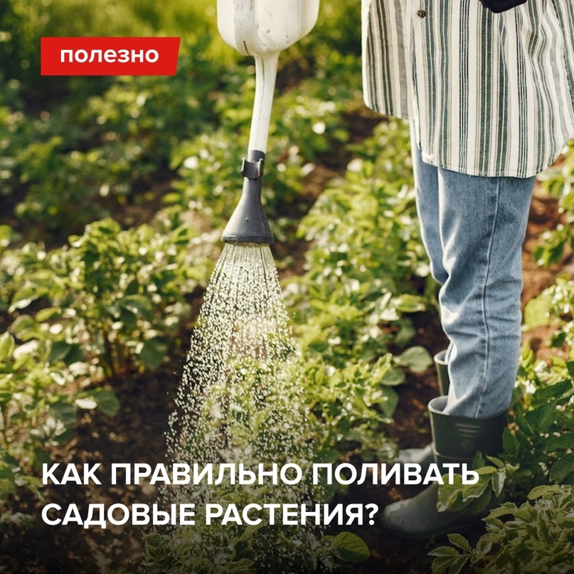 Как правильно поливать садовые растения? | Пикабу