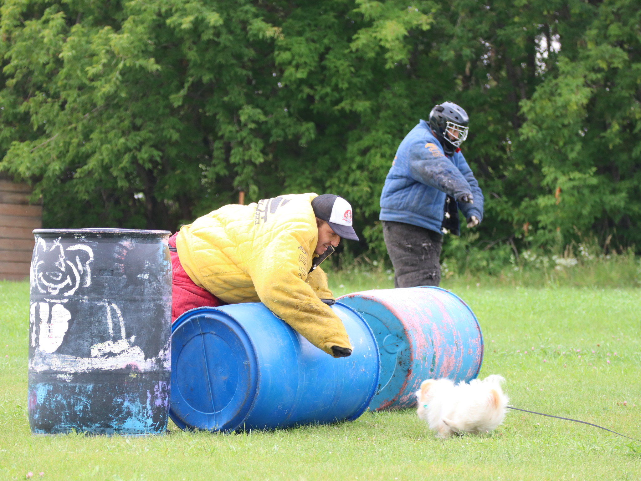 Дрессировка собак в Омске - ОЦССС | Пикабу