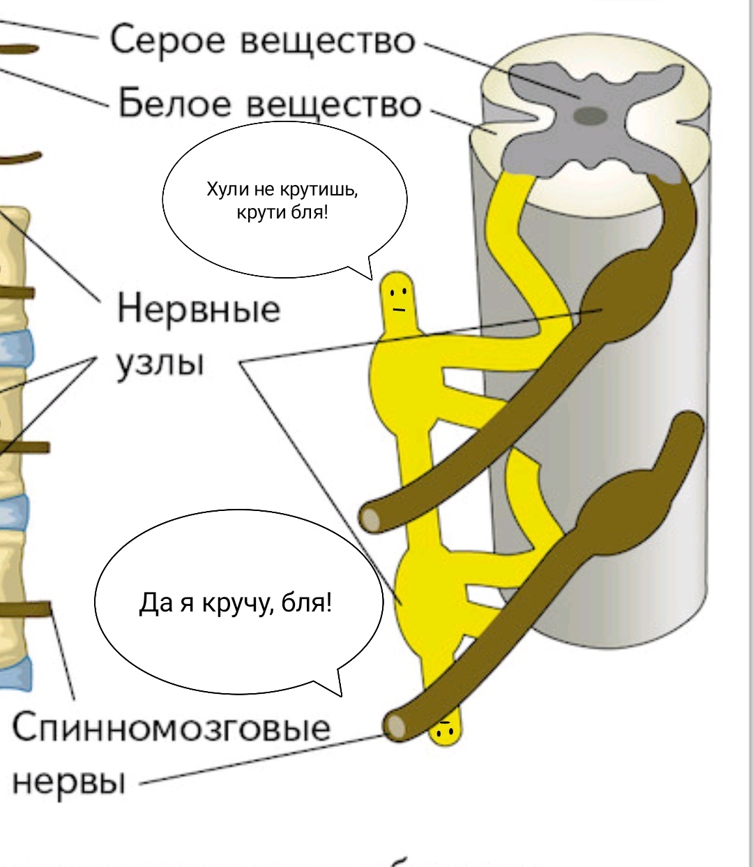 Нервные узлы | Пикабу