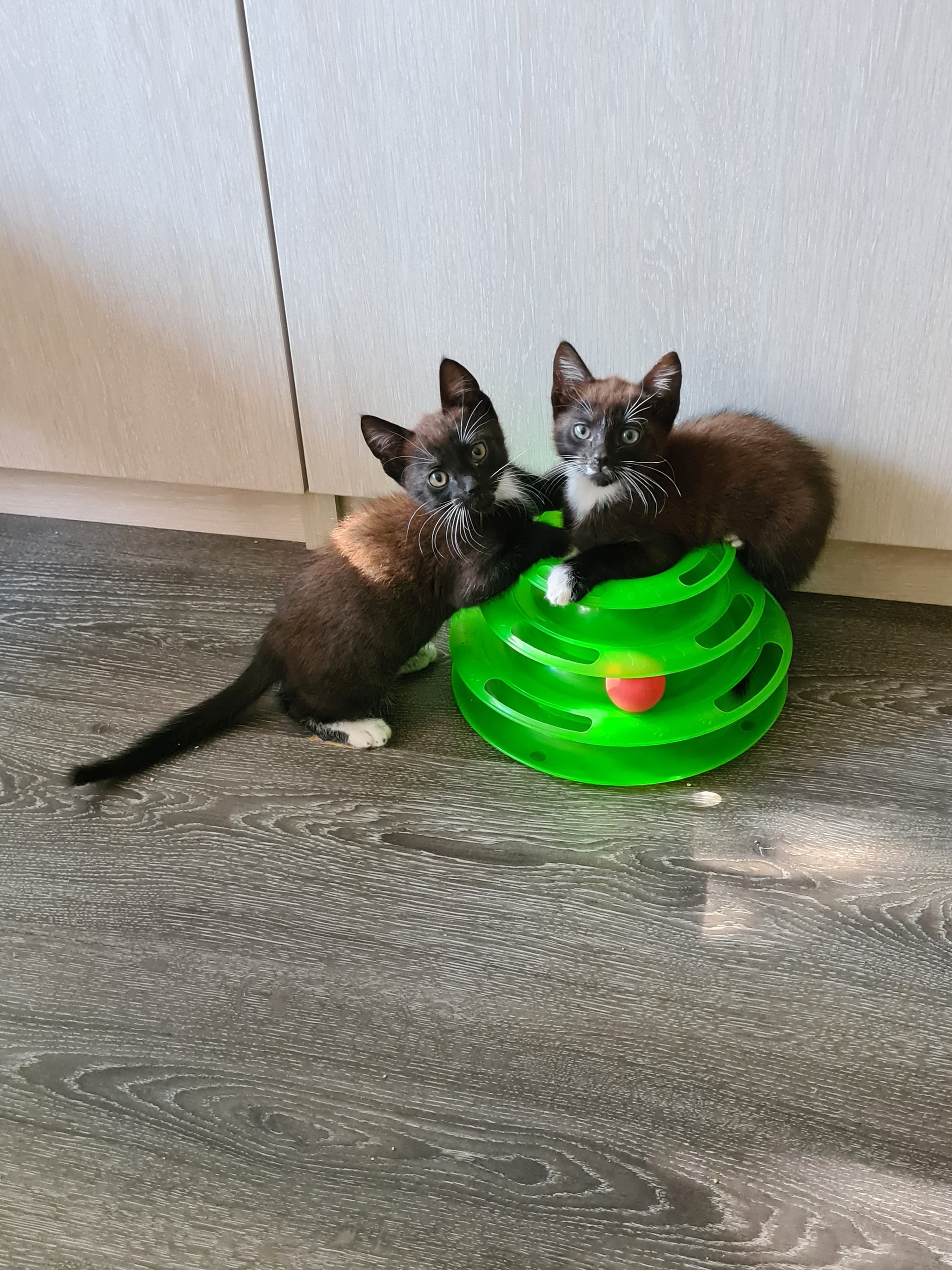 Срочно! Котята ищут дом! | Пикабу