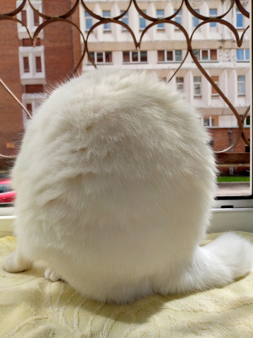 Рафаэлка | Пикабу